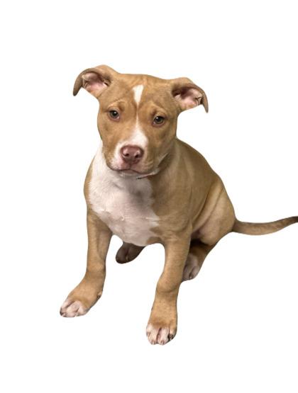 Enlarge Rhodes, an adoptable mixed breed in Red Bluff, CA image 3/3