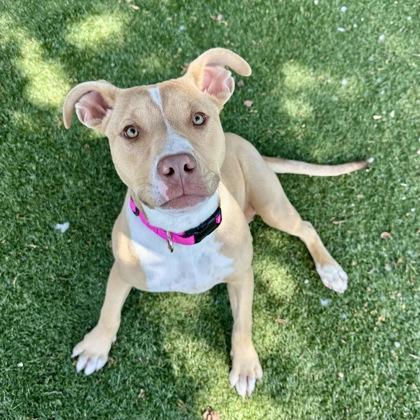 Enlarge Rhodes, an adoptable mixed breed in Red Bluff, CA image 1/3