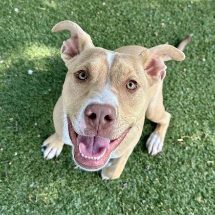 Enlarge Rhodes, an adoptable mixed breed in Red Bluff, CA image 2/3