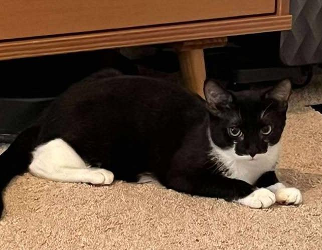 Enlarge Grouch, a Adoptable mixed breed in Woodbridge, VA image 1/3