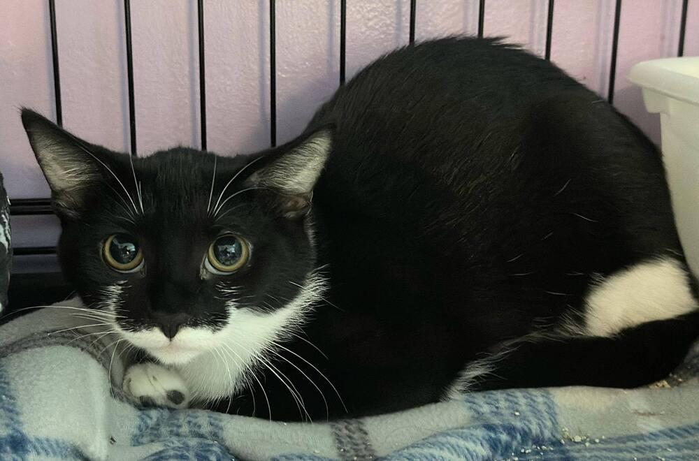 Enlarge Grouch, a Adoptable mixed breed in Woodbridge, VA image 2/3