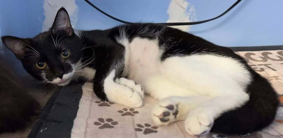 Enlarge Grouch, a Adoptable mixed breed in Woodbridge, VA image 3/3