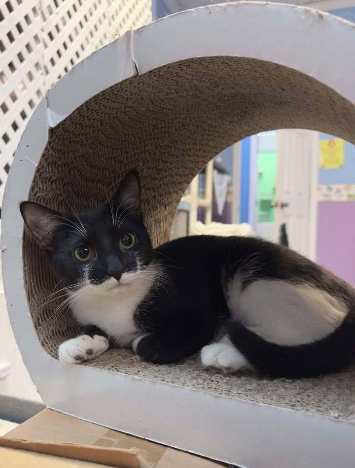 Grouch, a Adoptable mixed breed in Woodbridge, VA image 4/4