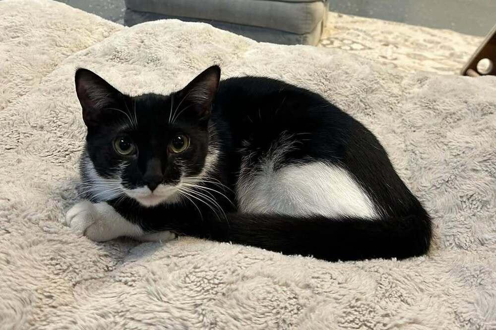 Enlarge Grouch, a Adoptable mixed breed in Woodbridge, VA image 5/6