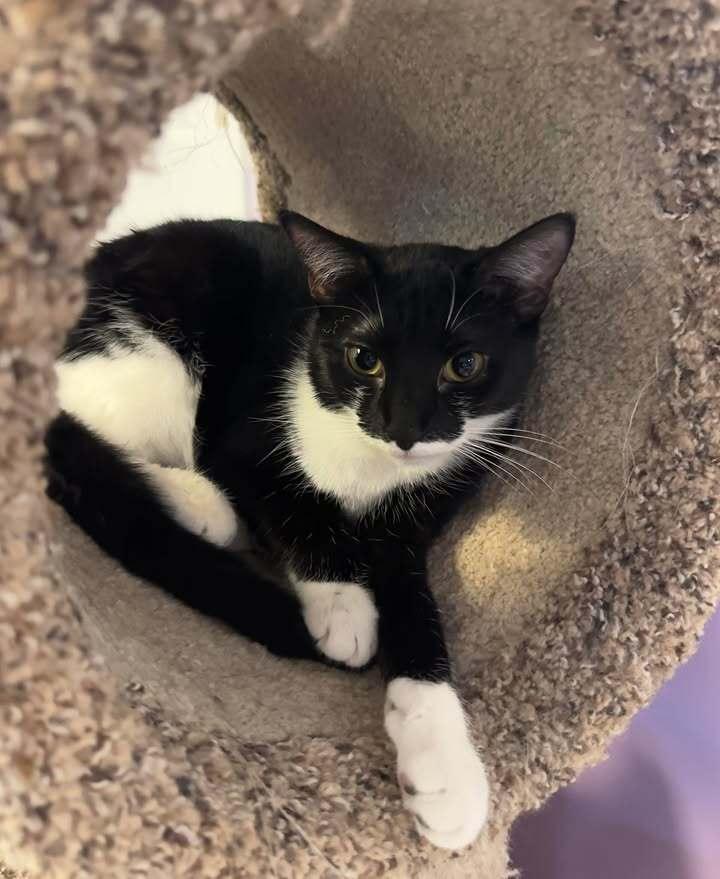 Enlarge Grouch, a Adoptable mixed breed in Woodbridge, VA image 6/6