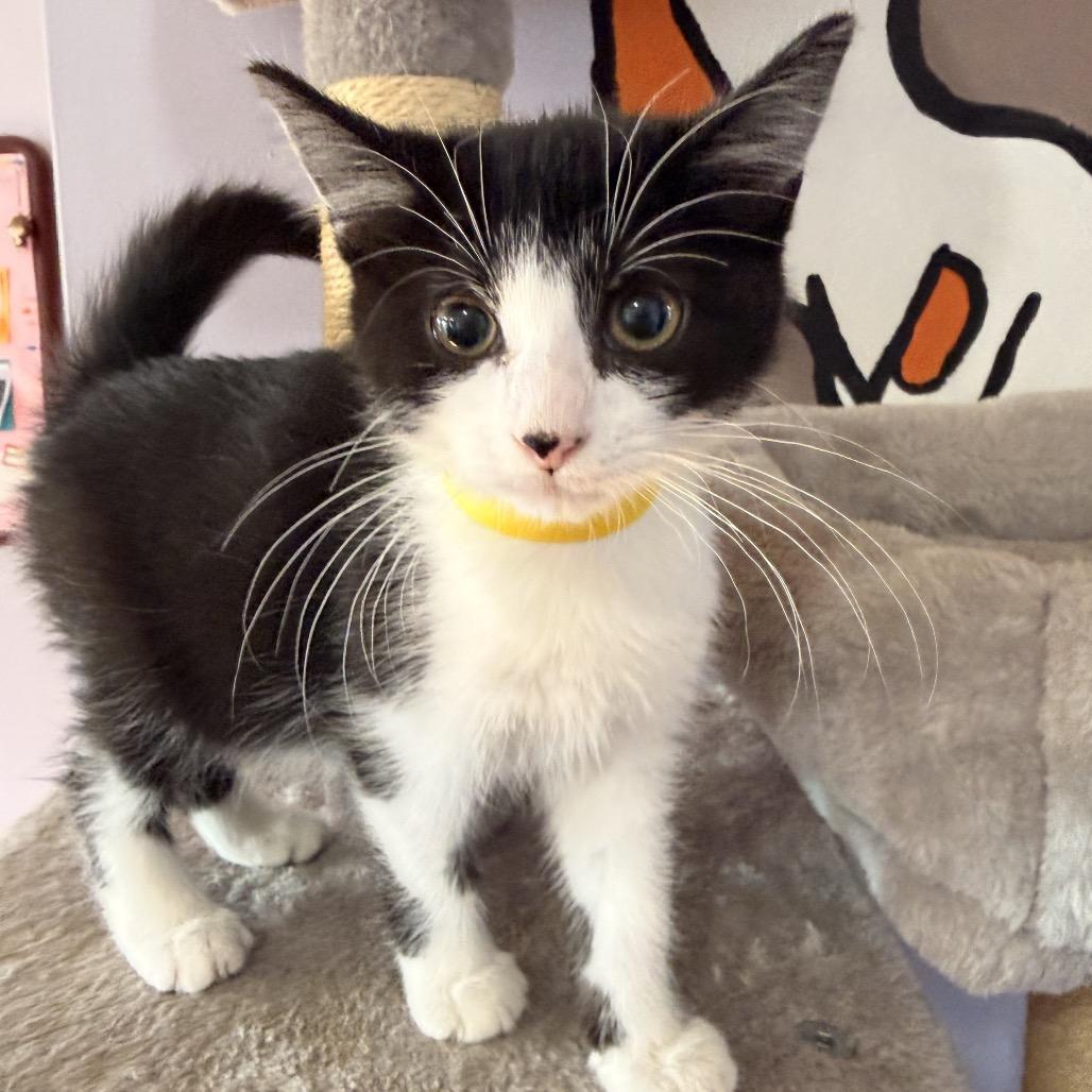 Panda, Adoptable, Kitten Female Domestic Short Hair.
