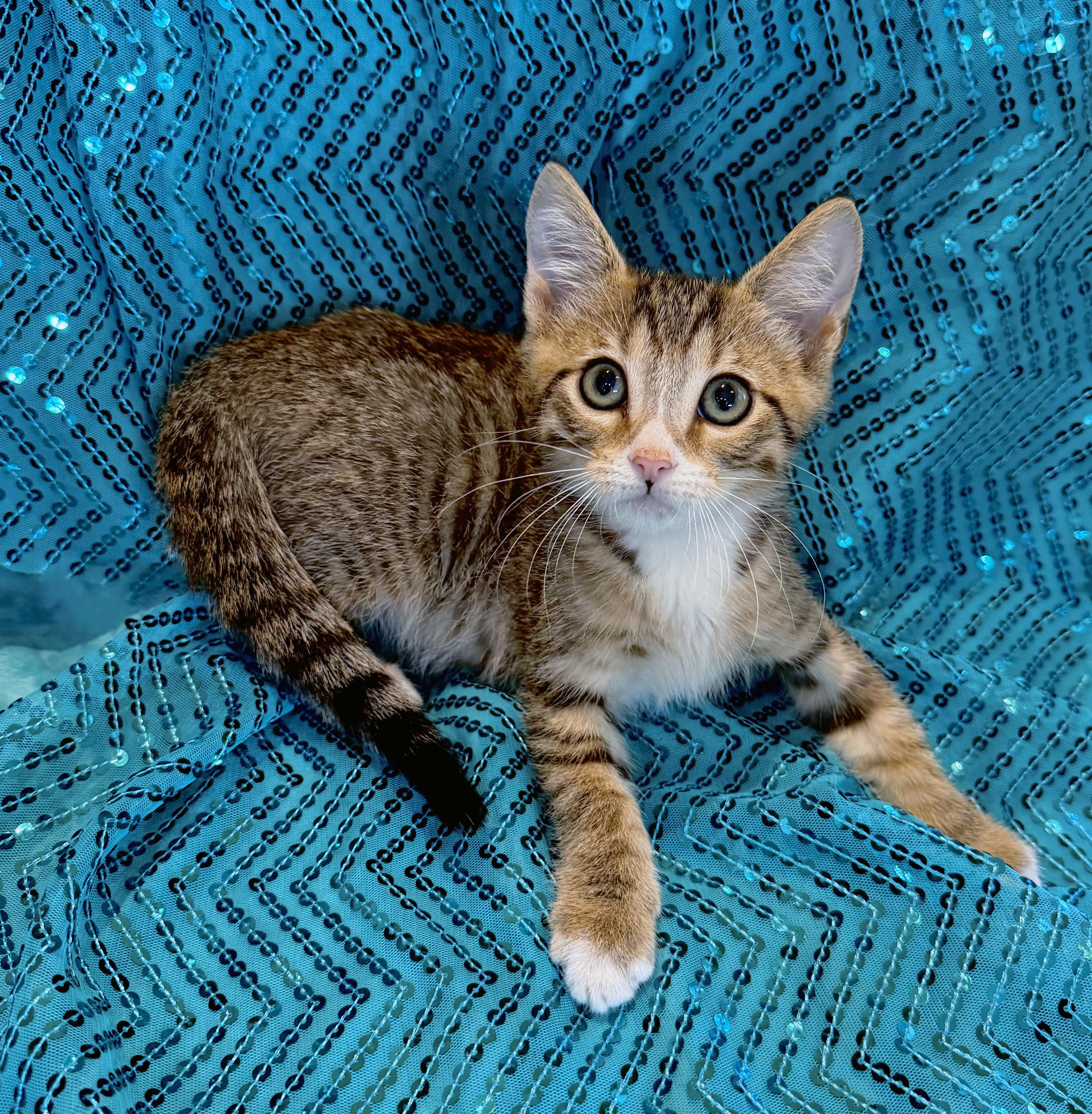 Enlarge Tater, a Adoptable mixed breed in Lake Monroe, FL image 2/4