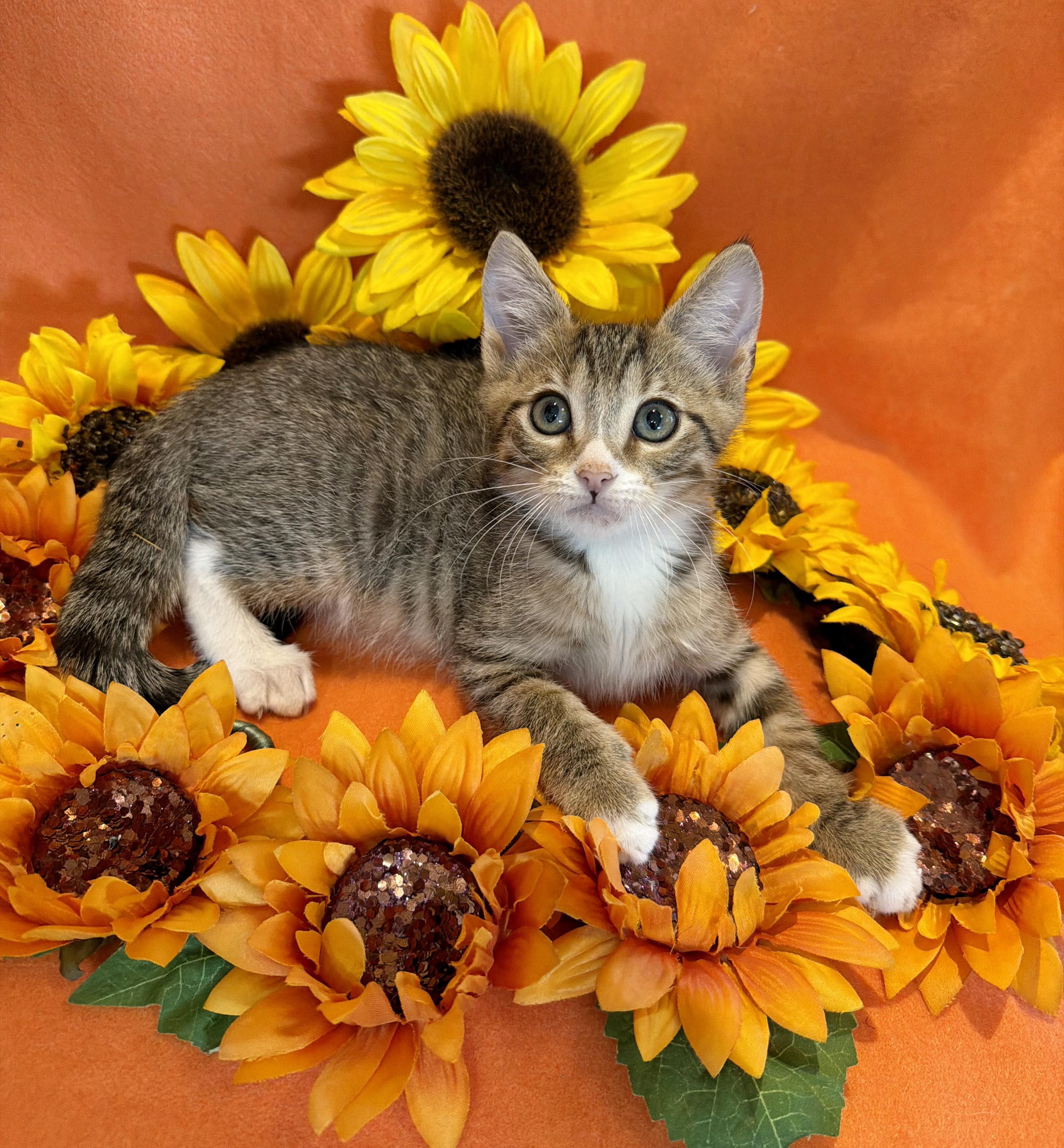 Tater, Adoptable, Kitten Male Domestic Short Hair.