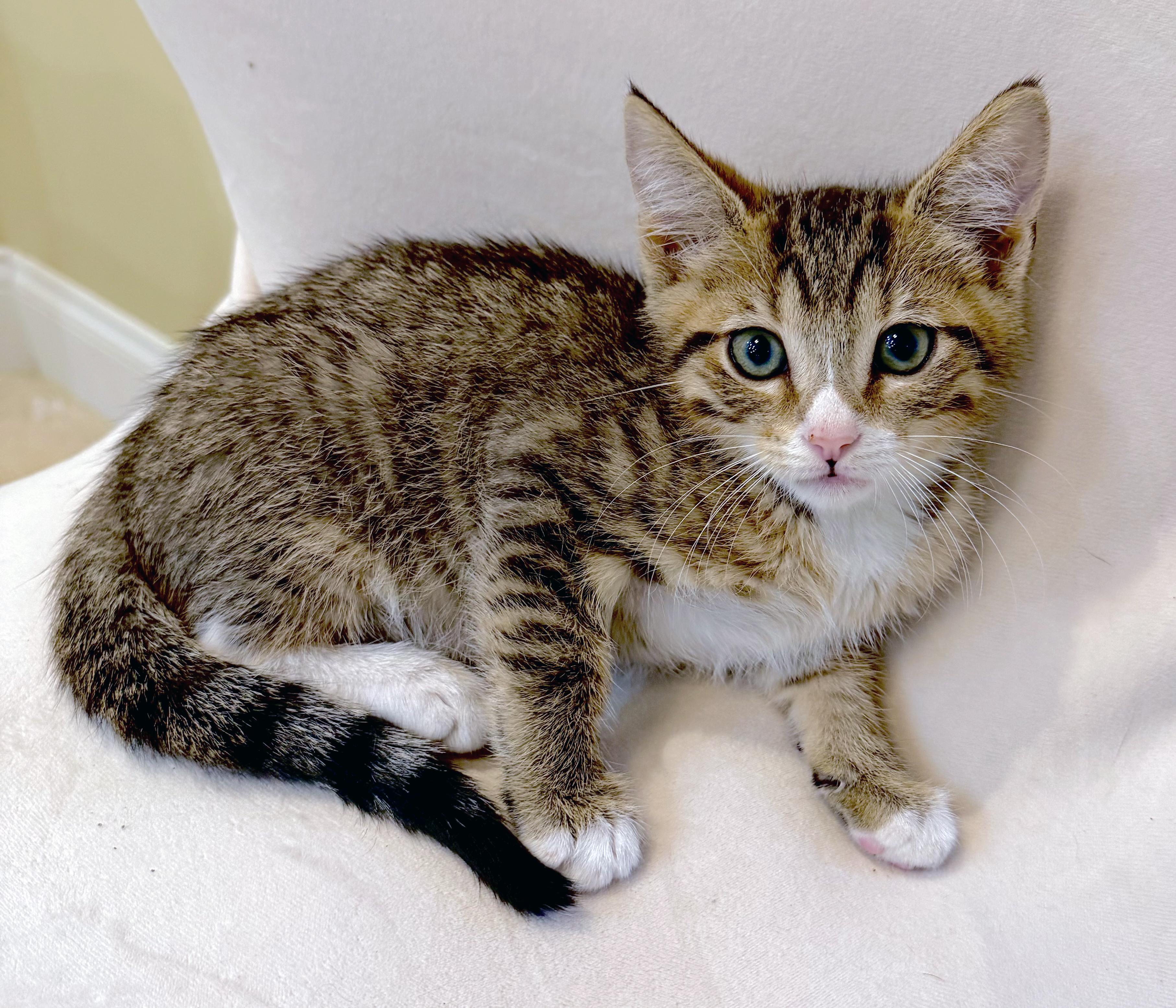 Enlarge Tater, a Adoptable mixed breed in Lake Monroe, FL image 4/4