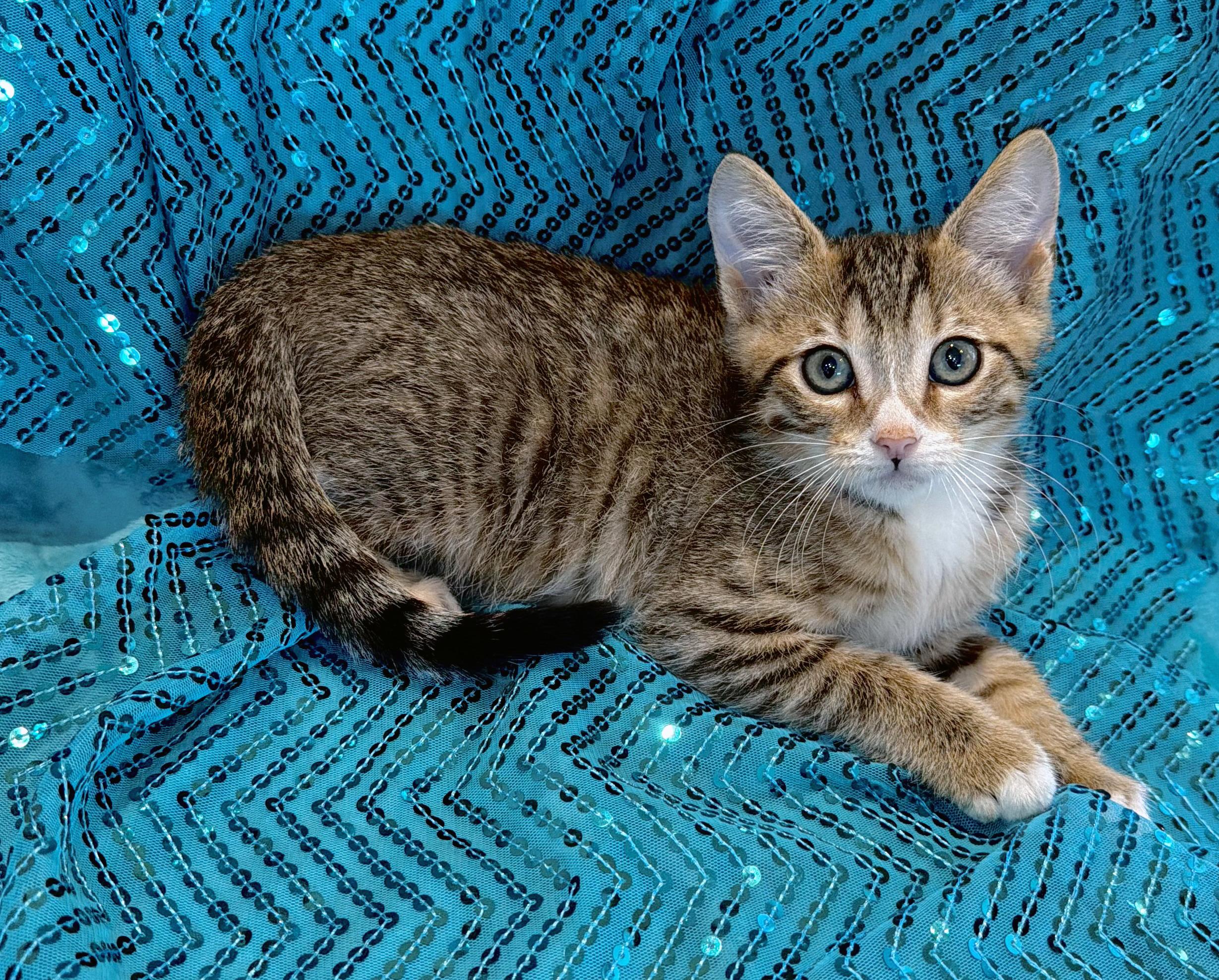 Enlarge Tater, a Adoptable mixed breed in Lake Monroe, FL image 3/4