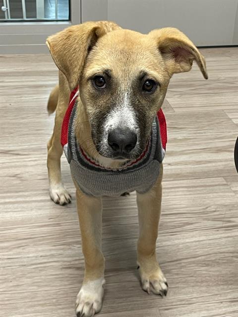 SCARLET, Adoptable, Puppy Female Black Mouth Cur & Mixed Breed.