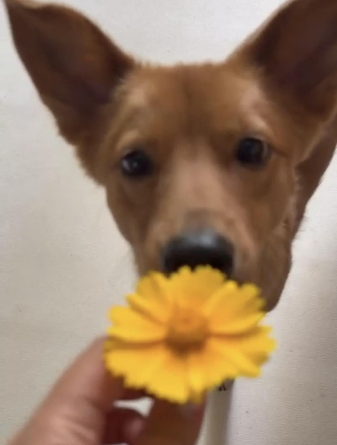 Enlarge EO, a Adoptable mixed breed in Seattle , WA image 5/5