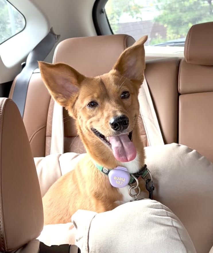 Enlarge EO, a Adoptable mixed breed in Seattle , WA image 1/5