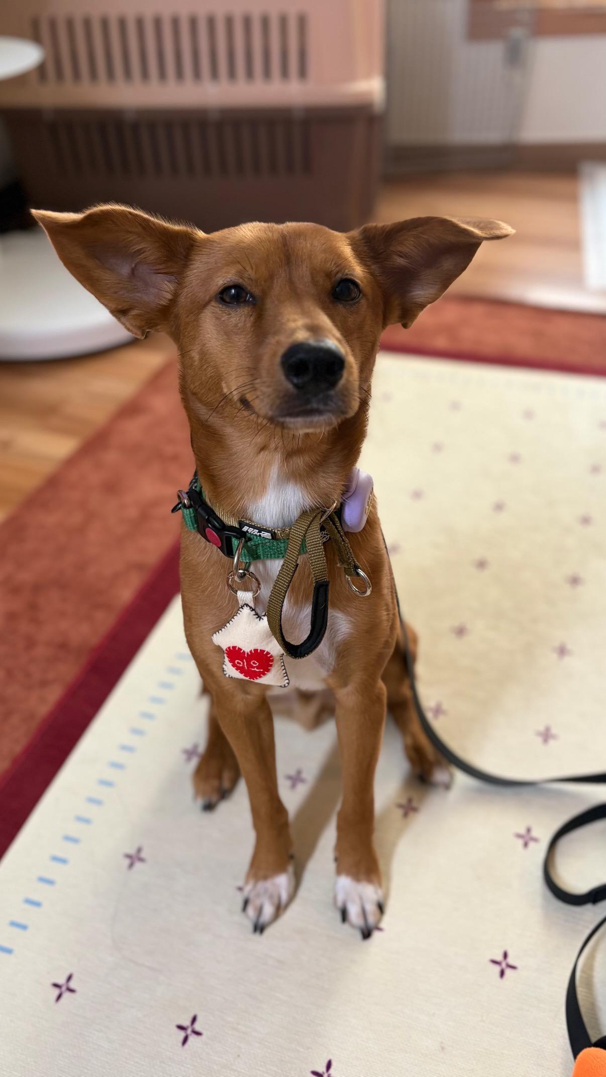 Enlarge EO, a Adoptable mixed breed in Seattle , WA image 2/5