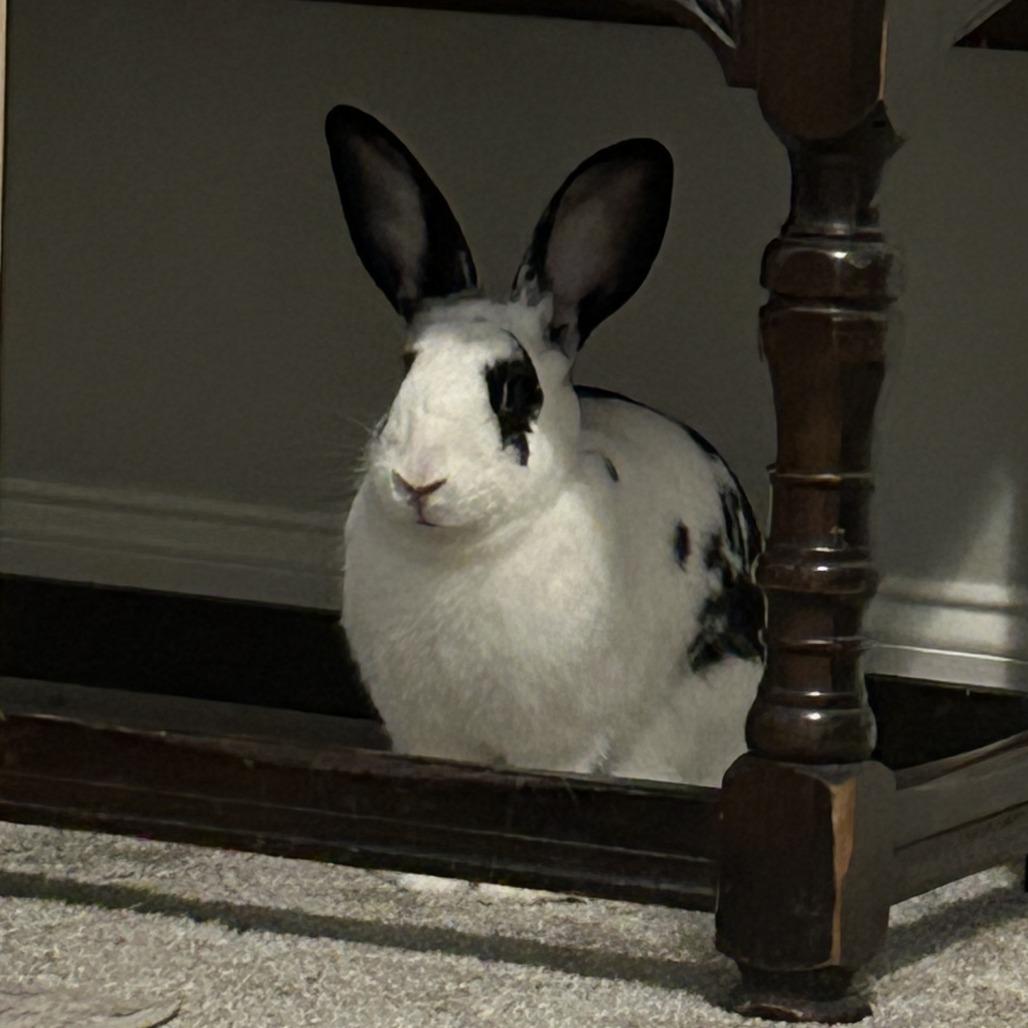 Janice Hoplin, Adoptable, Adult Female American Fuzzy Lop.