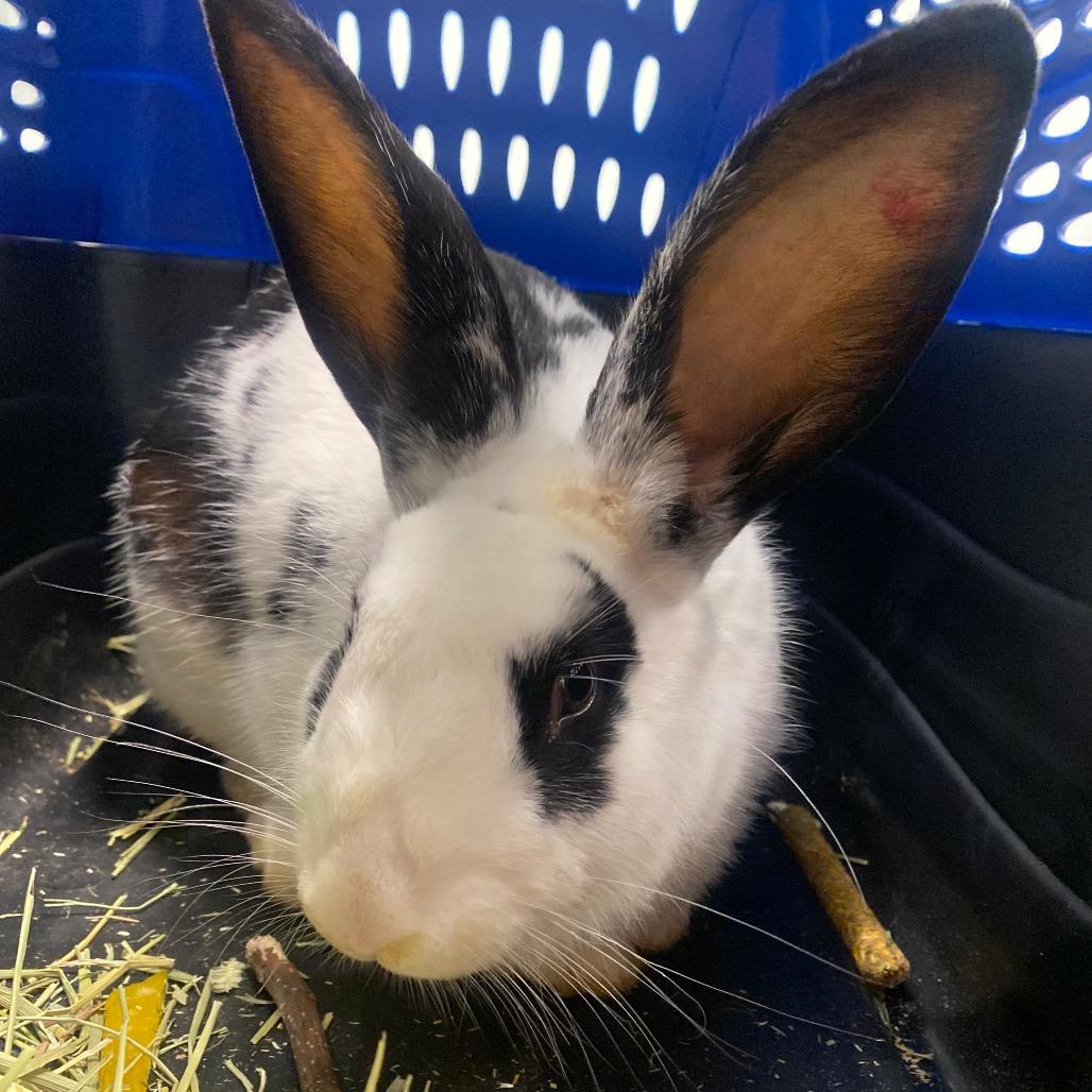 Enlarge Janice Hoplin, a Adoptable American Fuzzy Lop in Chattanooga, TN image 2/4