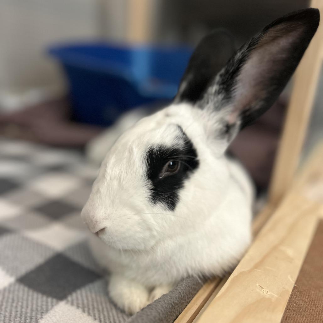Enlarge Janice Hoplin, a Adoptable American Fuzzy Lop in Chattanooga, TN image 4/4