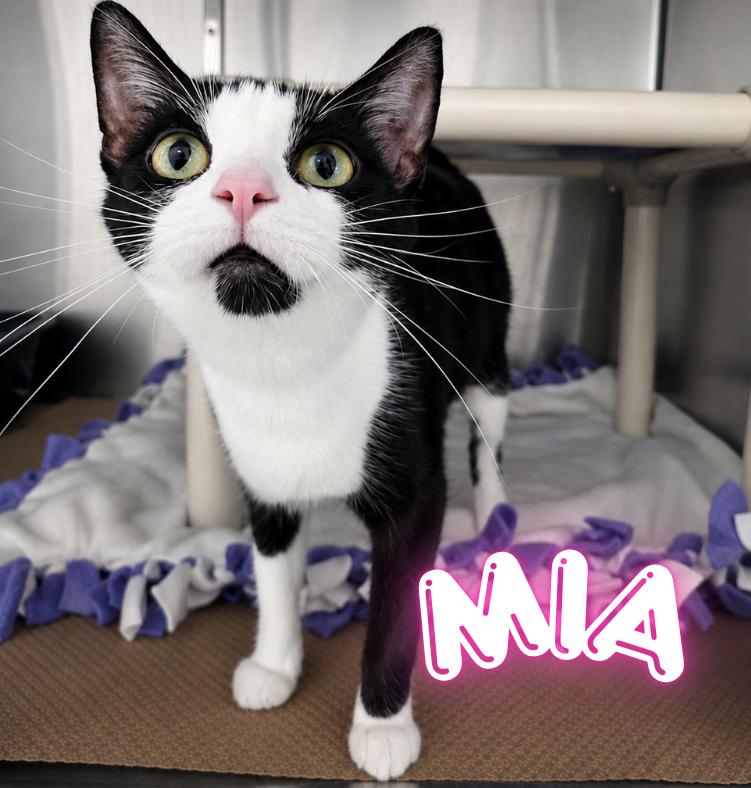 Enlarge Mia, a Adoptable Domestic Short Hair in Nevada, IA image 1/1