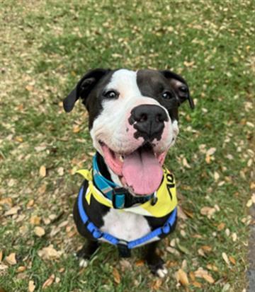 Enlarge THIN MINT, a Adoptable Mixed Breed in Jacksonville, FL image 1/1