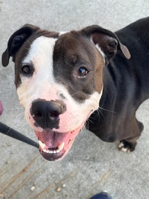 THIN MINT — thumbnail 2