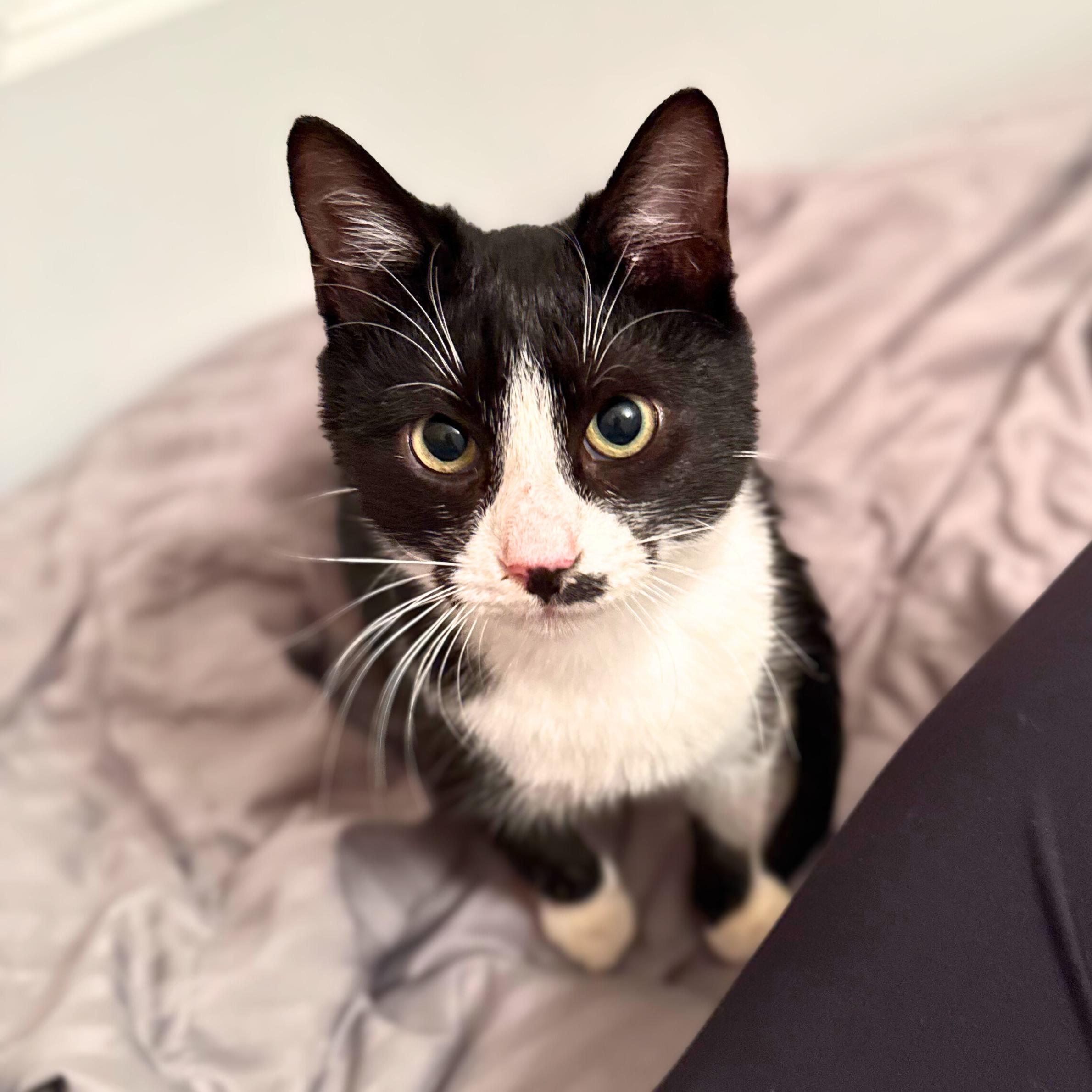 Enlarge Neutron, a ADOPTABLE mixed breed in New York, NY image 4/5