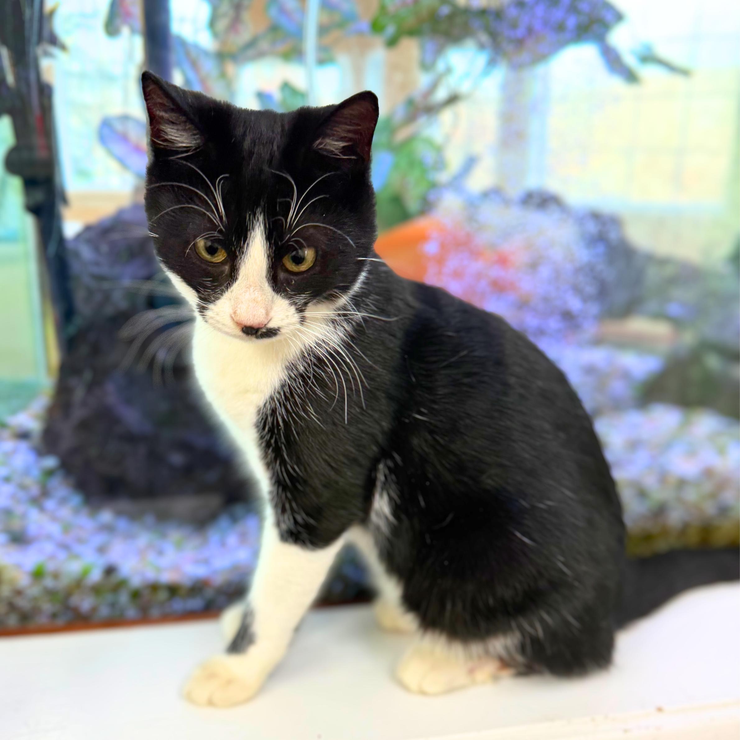 Enlarge Neutron, a ADOPTABLE mixed breed in New York, NY image 2/5