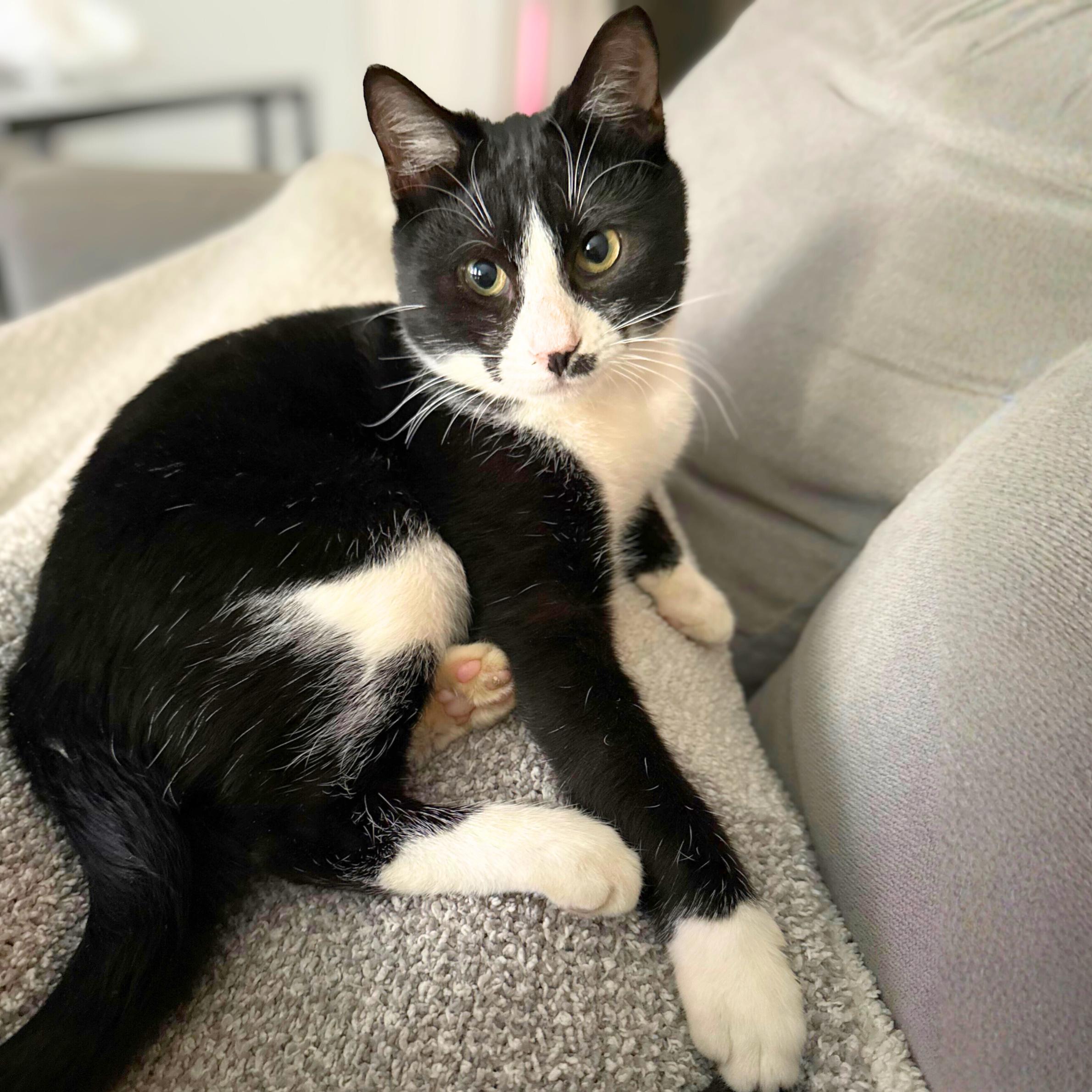 Neutron, ADOPTABLE, Young Male Domestic Short Hair.