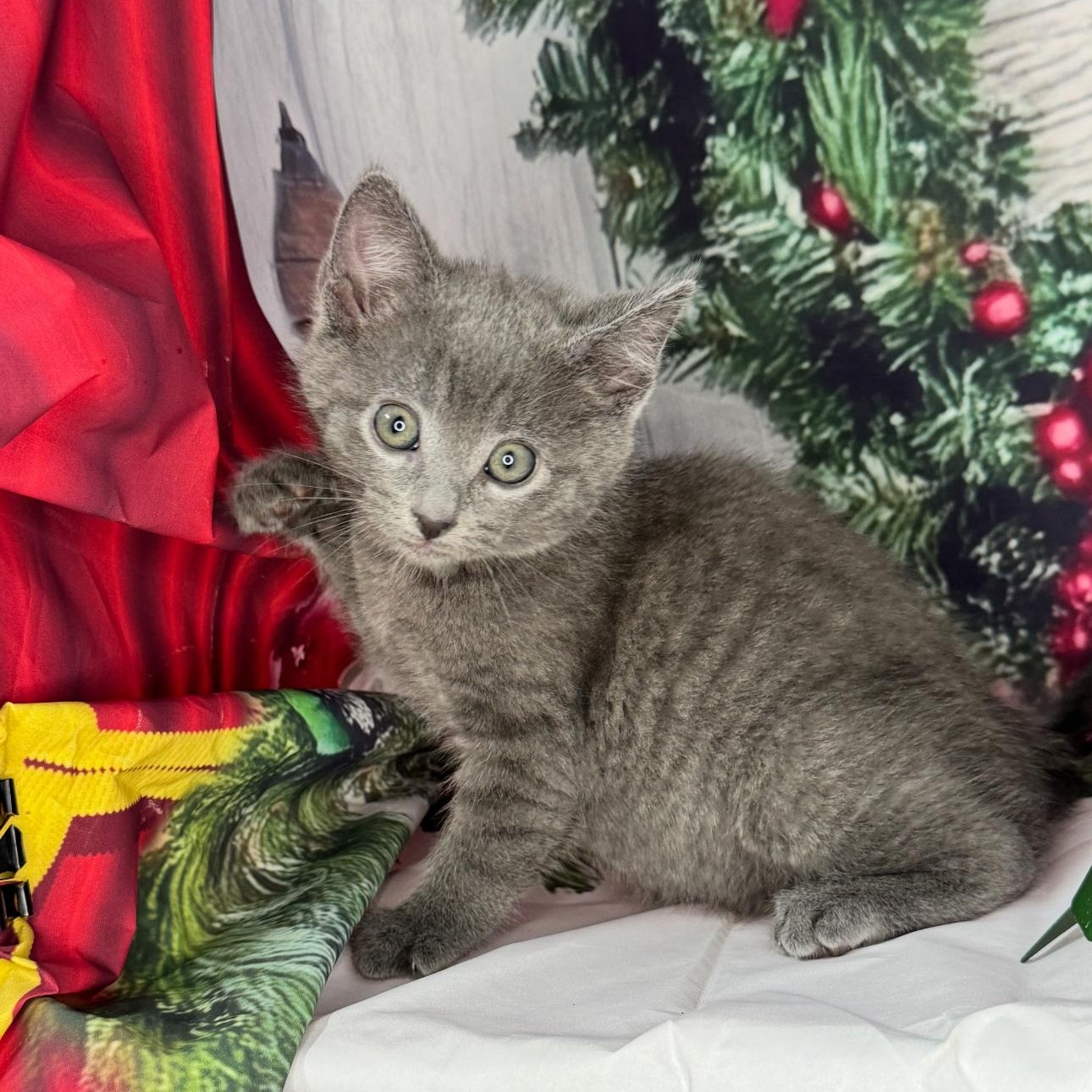 Tea Cake thumbnail 3