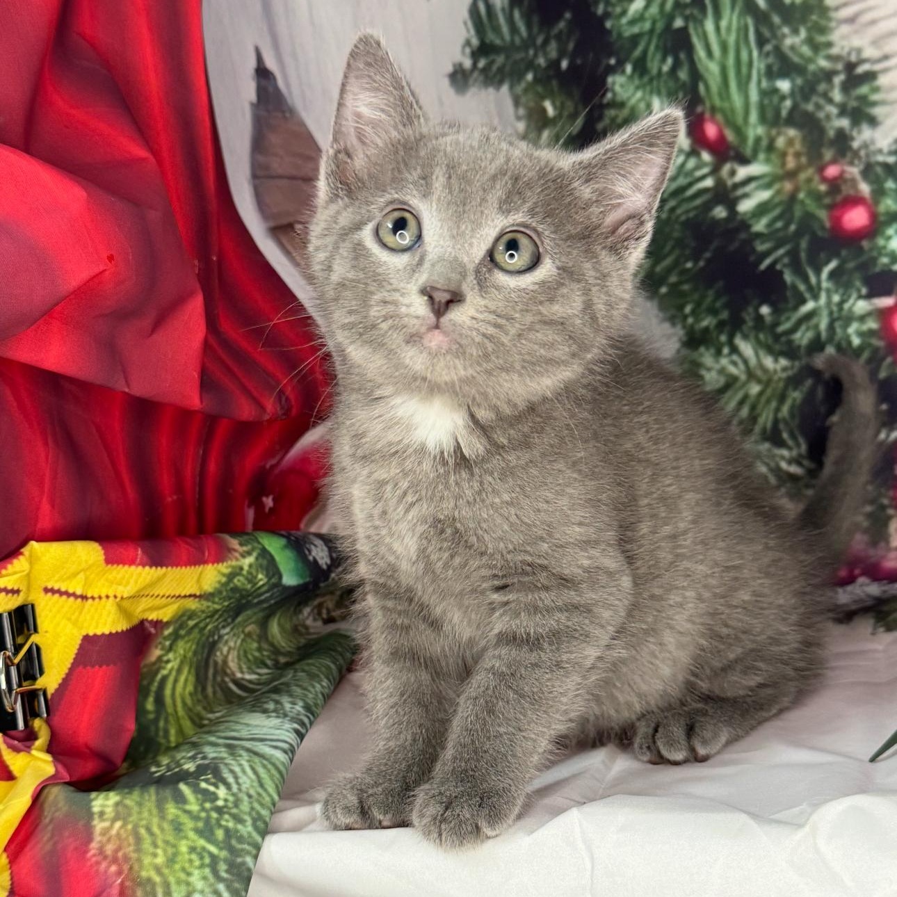 Tea Cake thumbnail 4