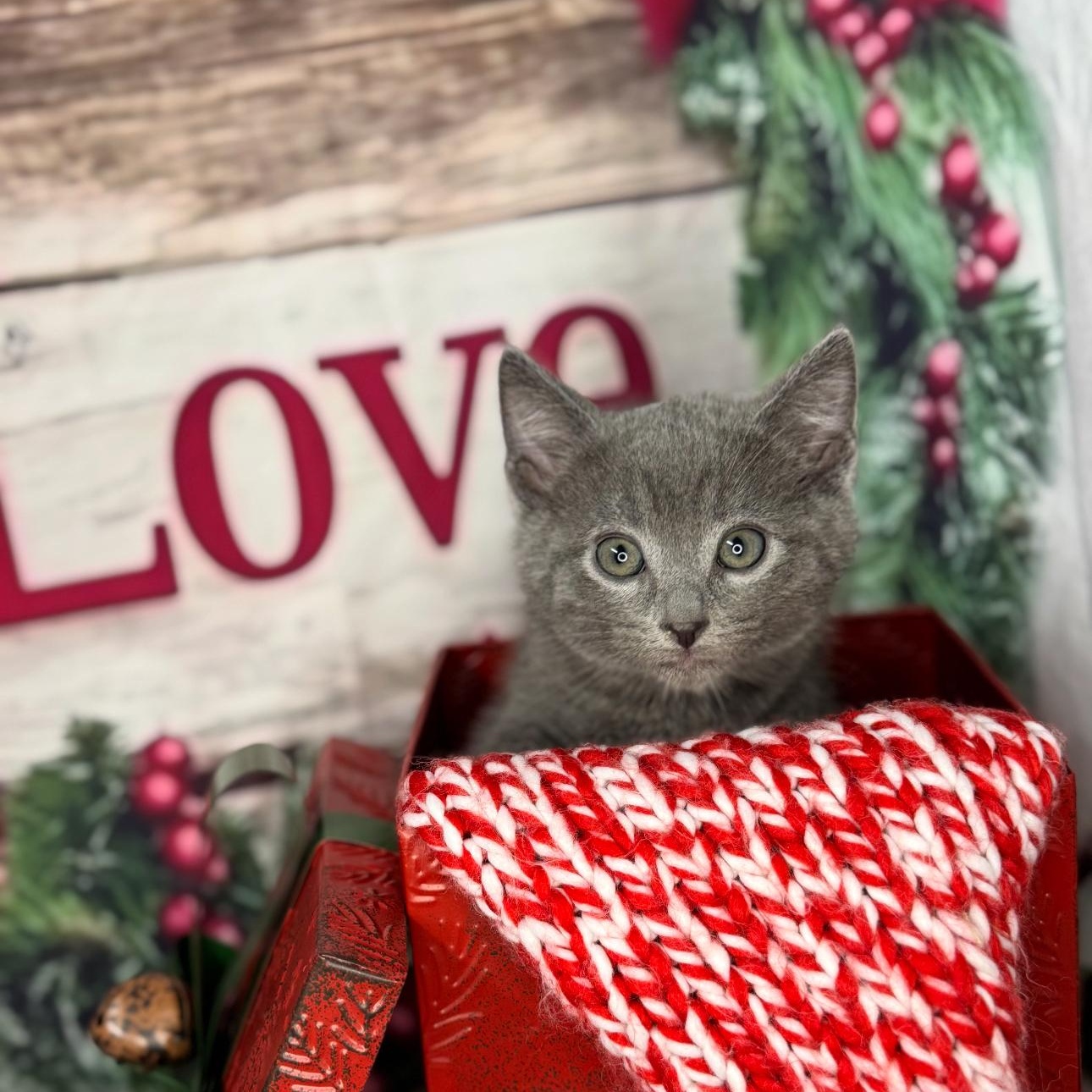 Tea Cake thumbnail 6