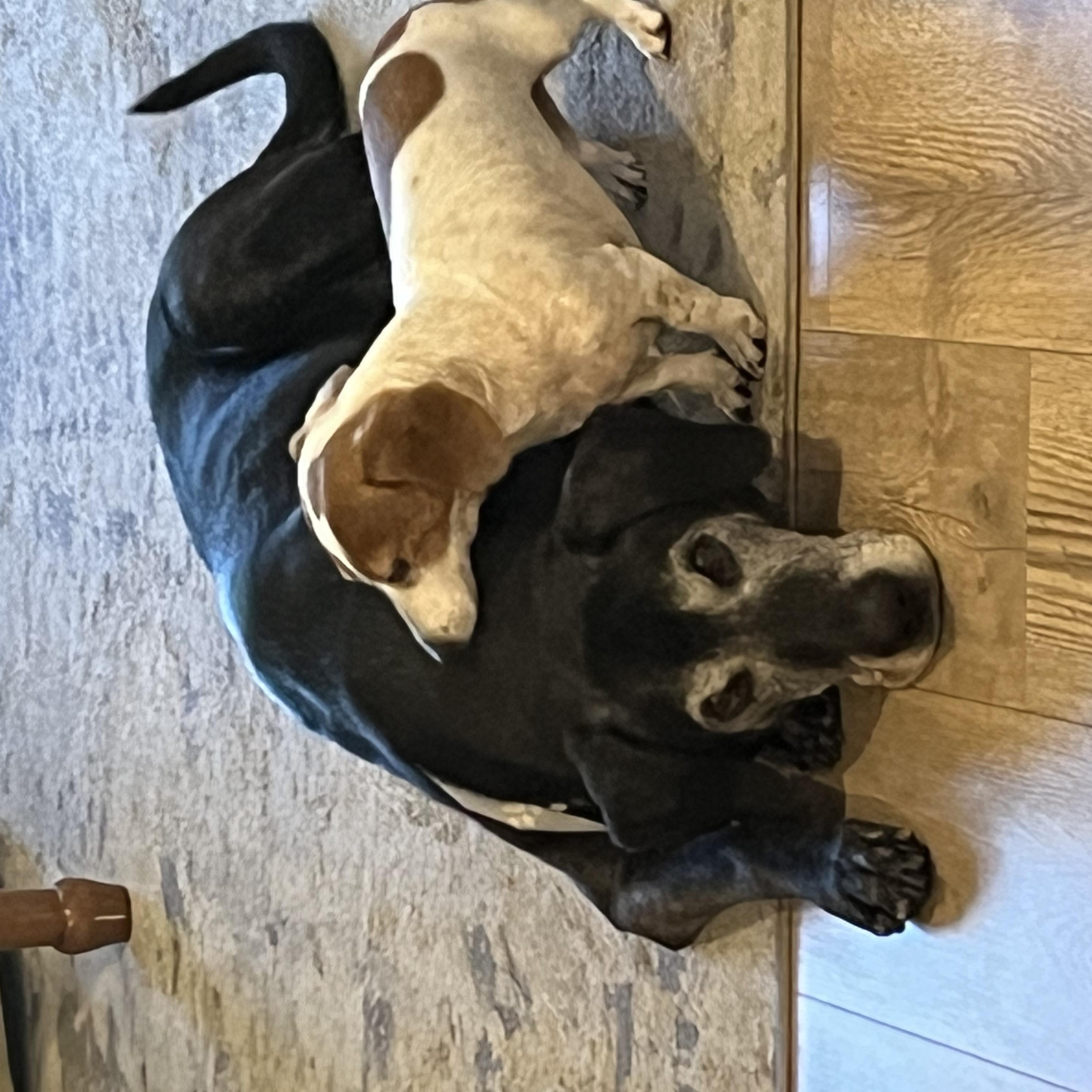 Finn, an adoptable Black Labrador Retriever in Corvallis, OR, 97330 | Photo Image 2