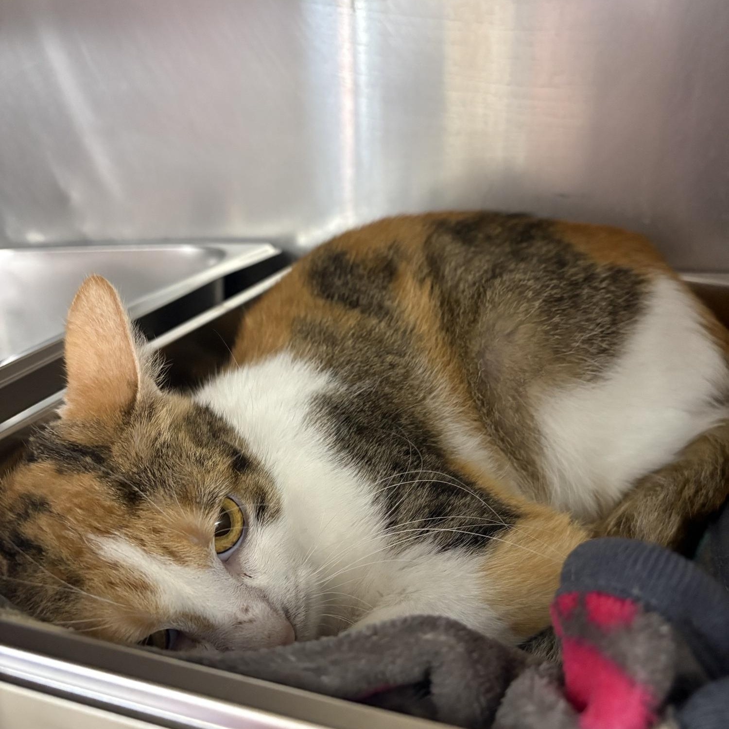 Enlarge Spring, a ADOPTABLE Domestic Short Hair in Saint Charles, MO image 2/2