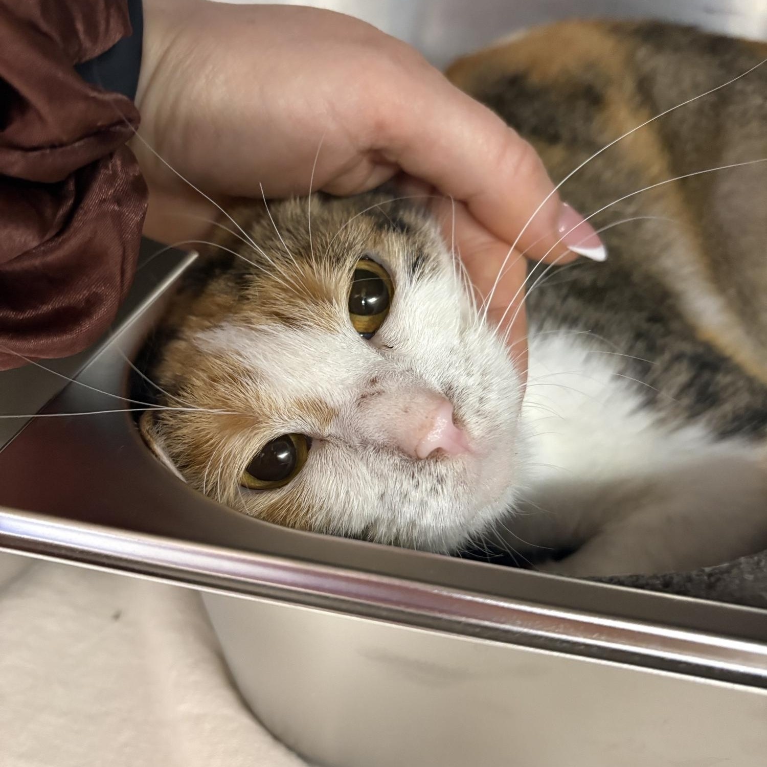 Enlarge Spring, a ADOPTABLE Domestic Short Hair in Saint Charles, MO image 1/2