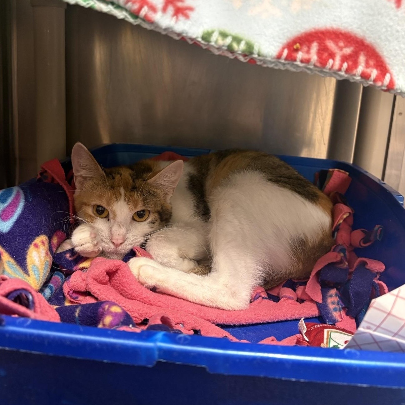 Spring, ADOPTABLE, Young Female Domestic Short Hair.