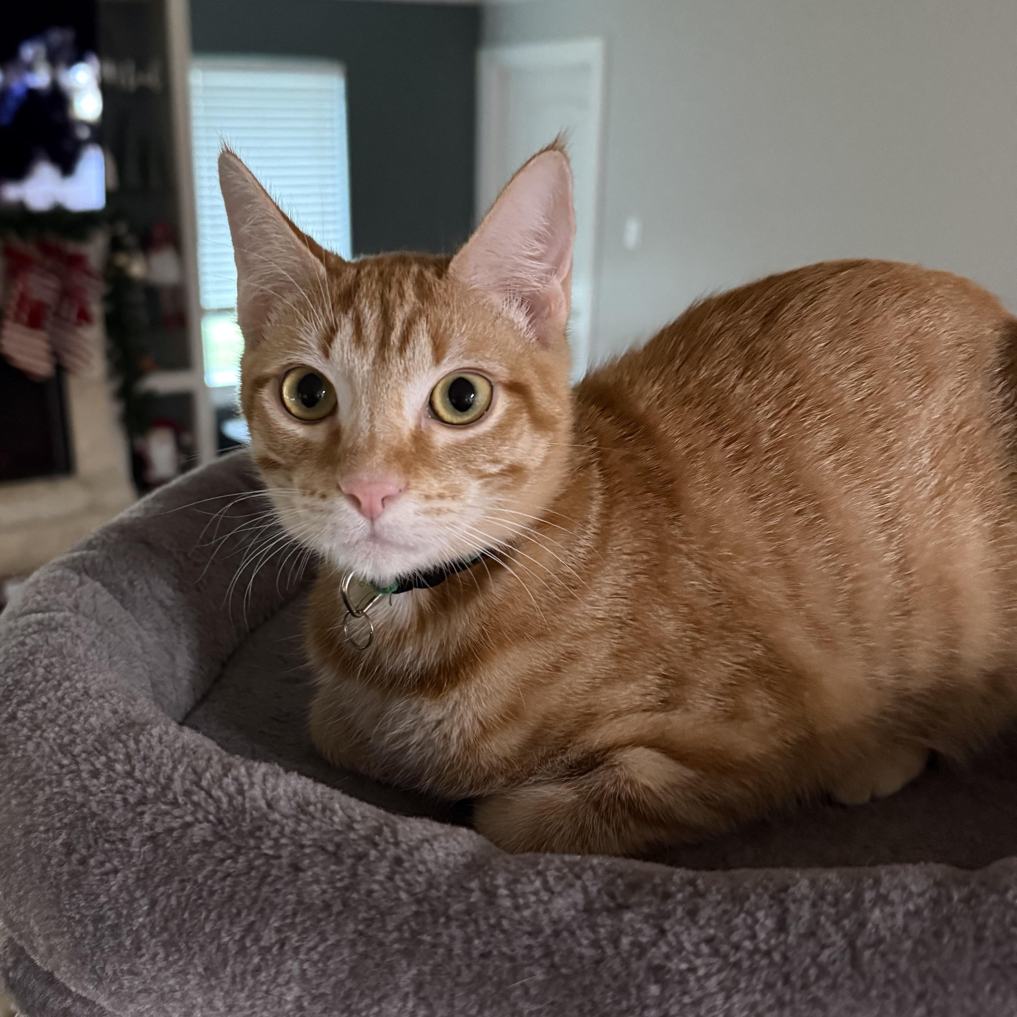 Enlarge Marmalade, a Adoptable Domestic Short Hair in Bryan, TX image 3/6