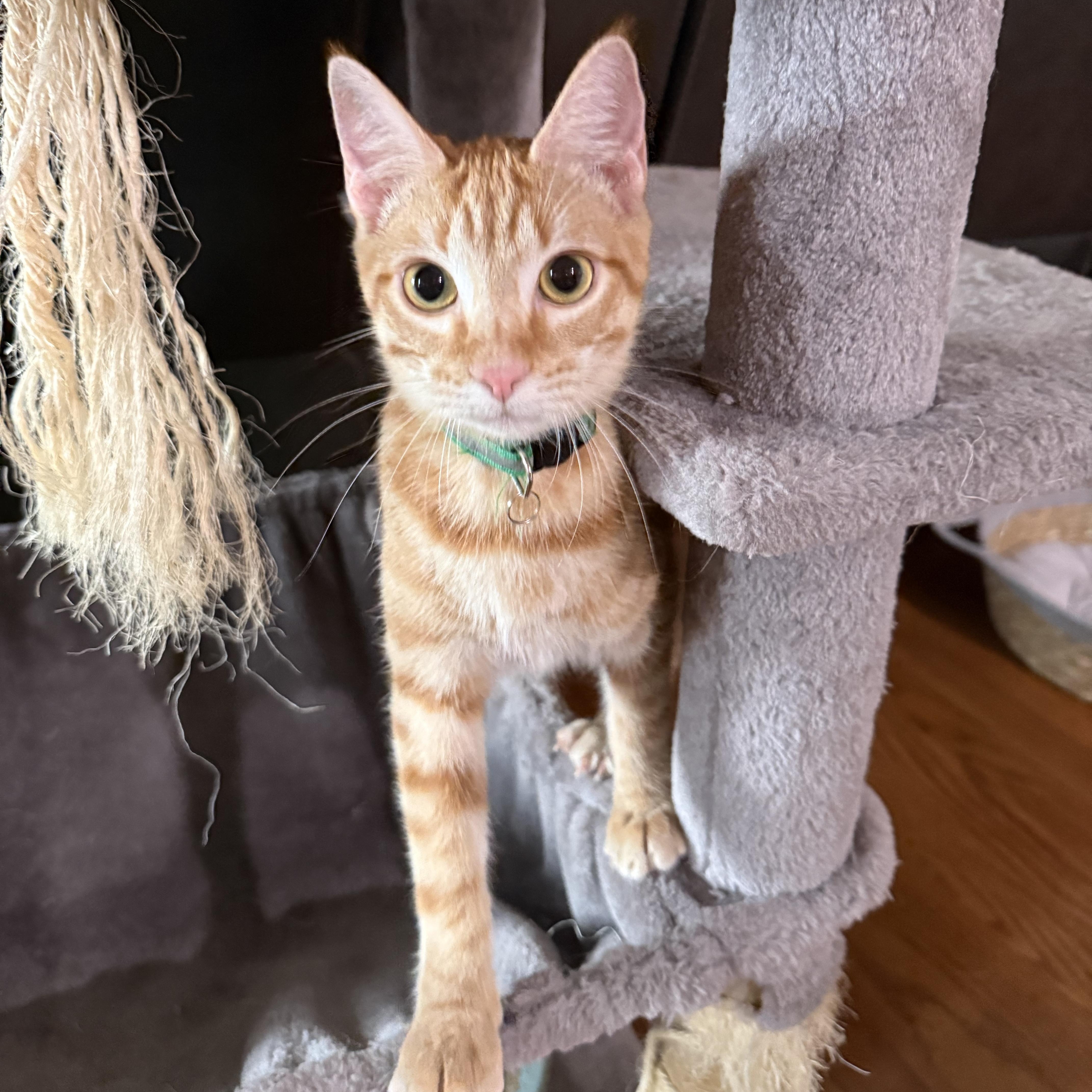 Enlarge Marmalade, a Adoptable Domestic Short Hair in Bryan, TX image 2/6