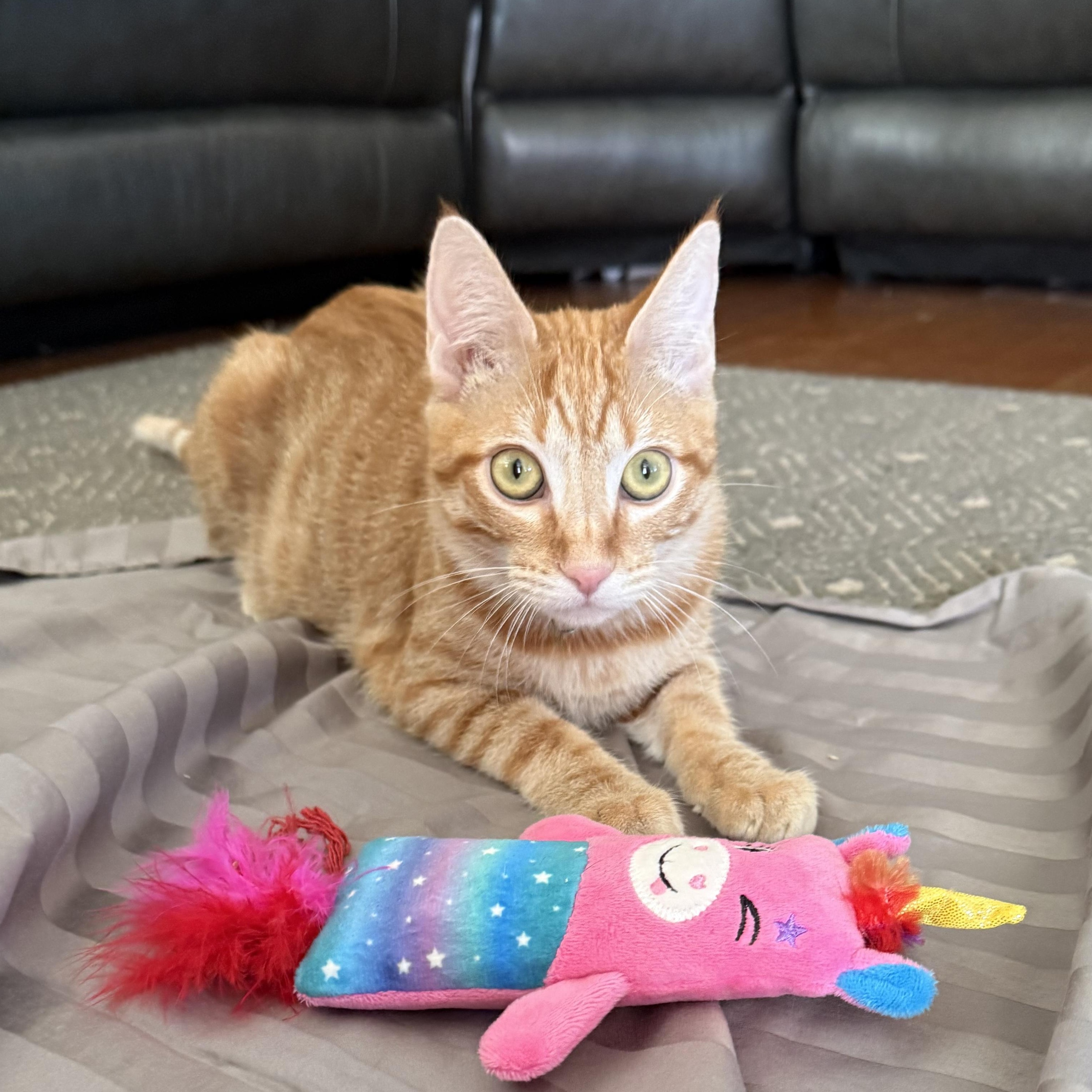 Enlarge Marmalade, a Adoptable Domestic Short Hair in Bryan, TX image 6/6