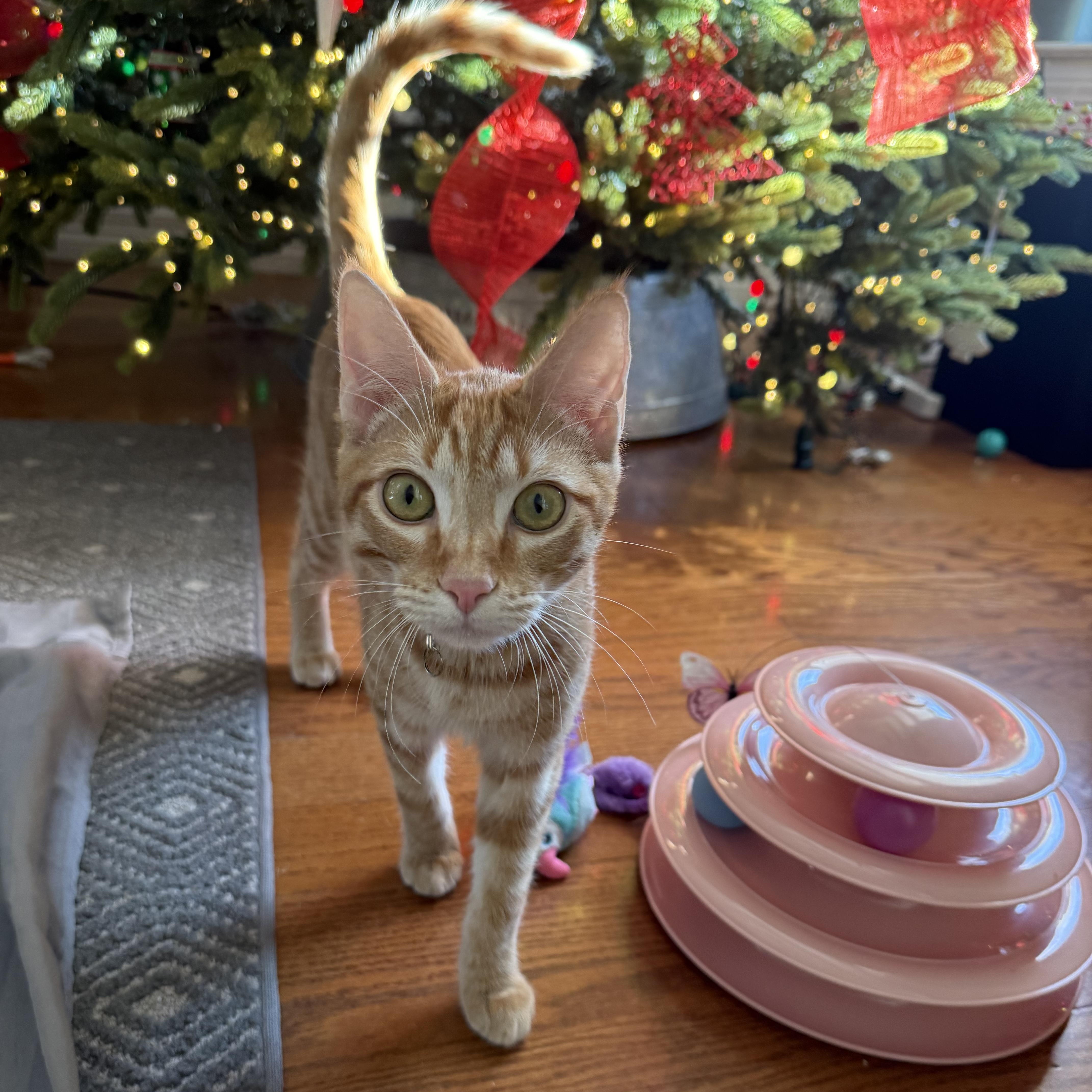 Enlarge Marmalade, a Adoptable Domestic Short Hair in Bryan, TX image 1/6