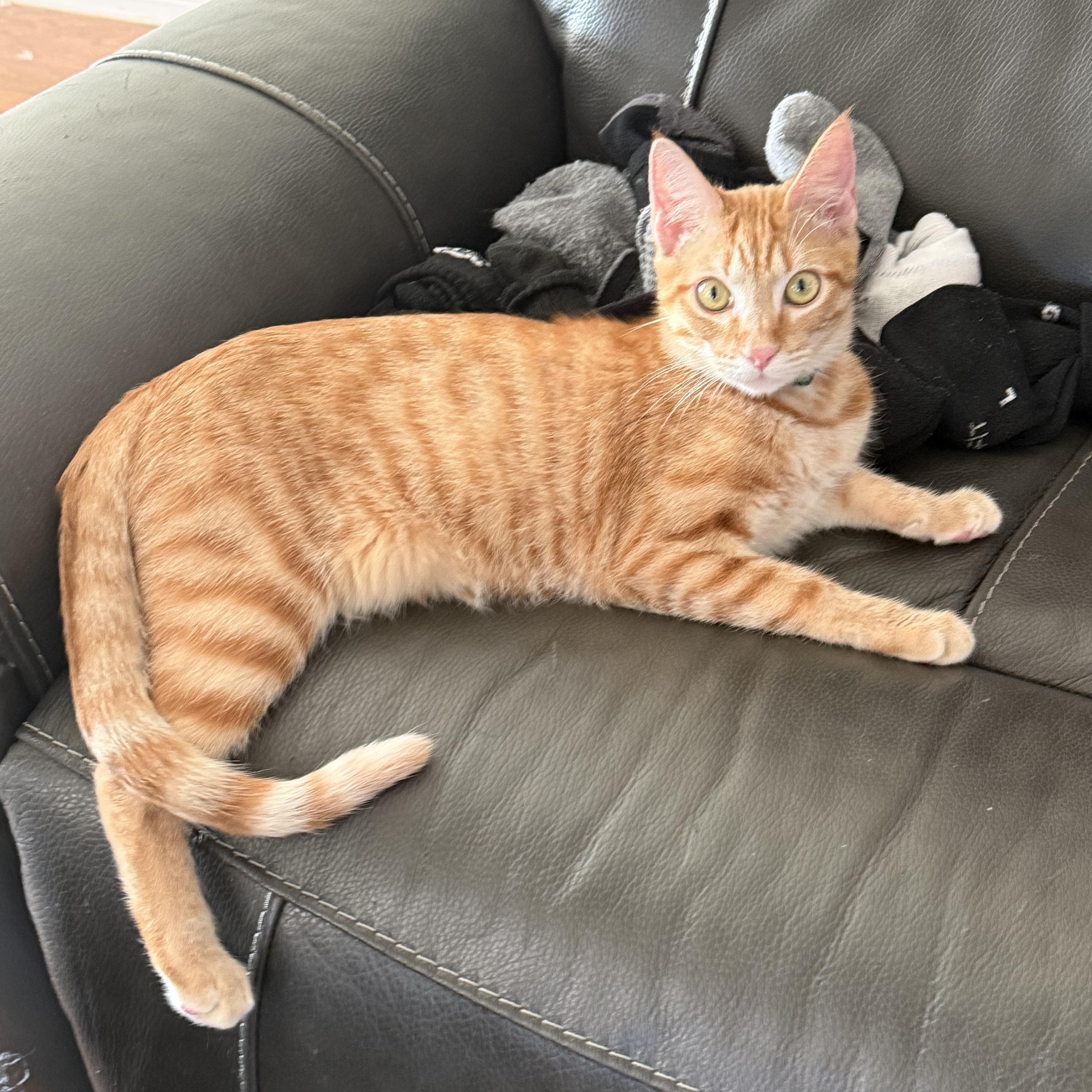 Enlarge Marmalade, a Adoptable Domestic Short Hair in Bryan, TX image 5/6