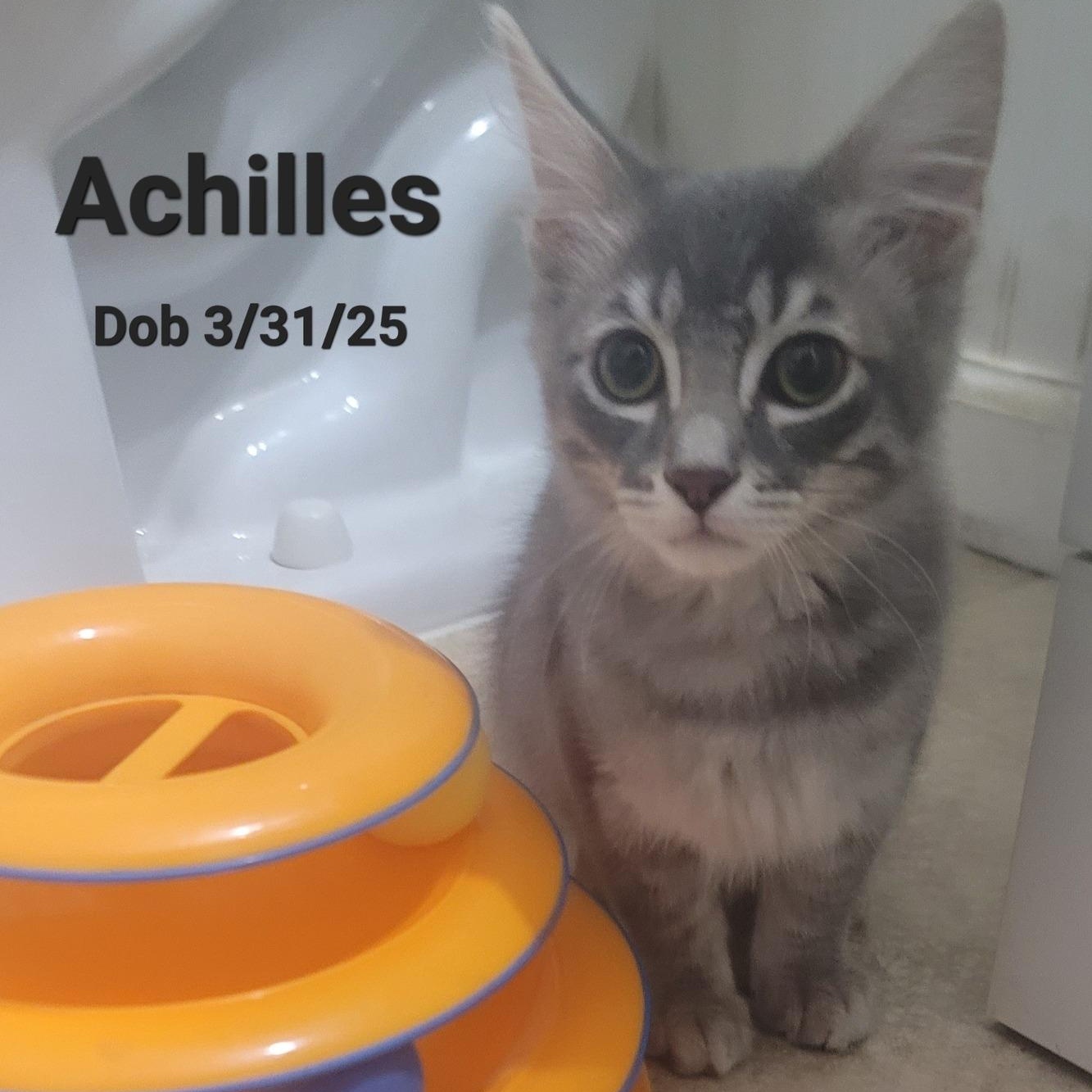 Achilles* *TWISTED ANKLE