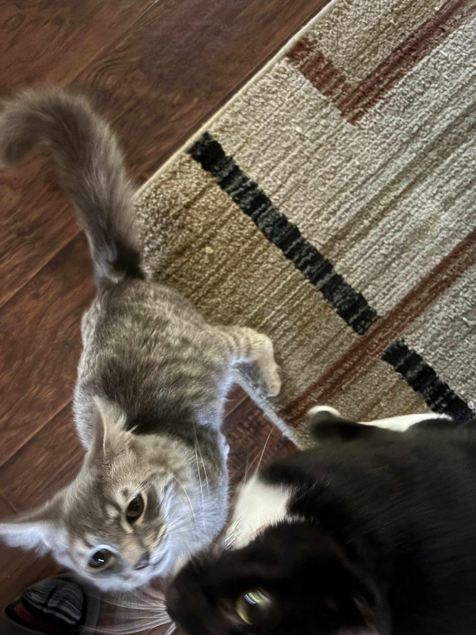 Achilles* *TWISTED ANKLE