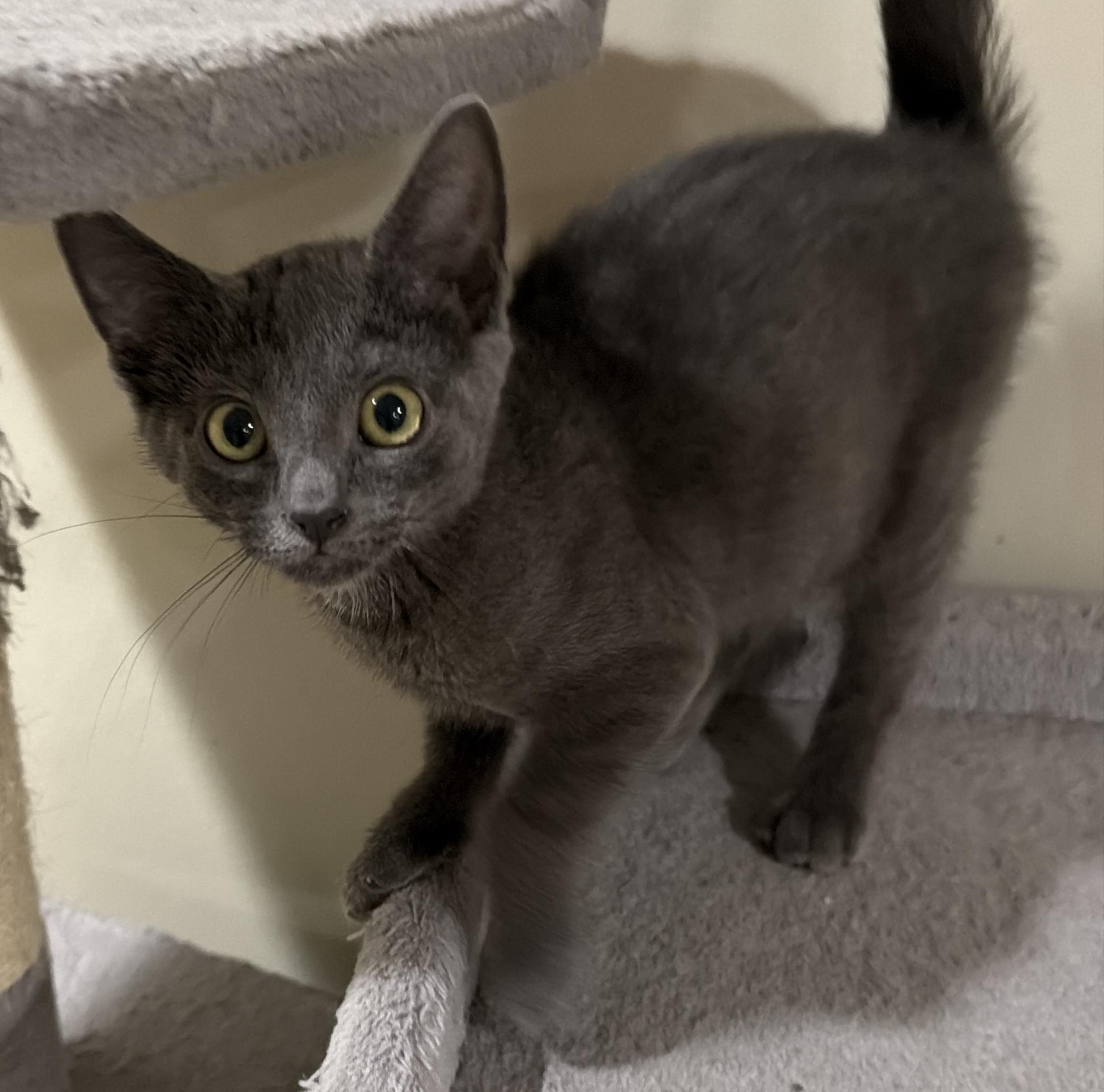 Enlarge Pidge, a Adoptable Domestic Medium Hair in East Hanover, NJ image 1/1