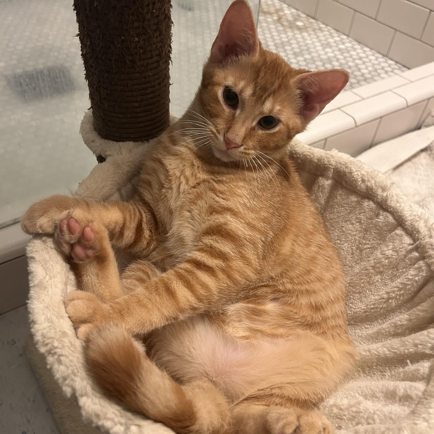 Cheeto (Bonded to Tippy), Adoptable, Kitten Male Domestic Short Hair.