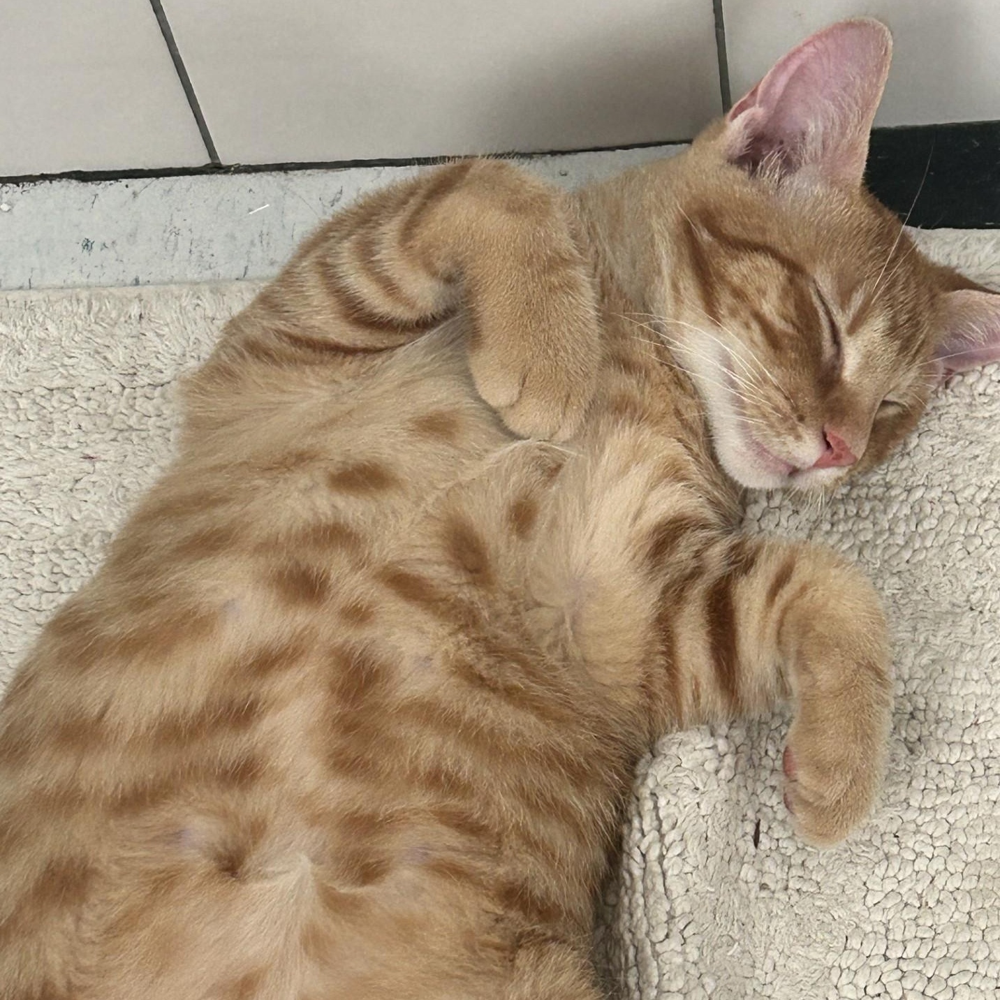 Cheeto (Bonded to Tippy), a Adoptable Domestic Short Hair in Nashville, TN image 2/5