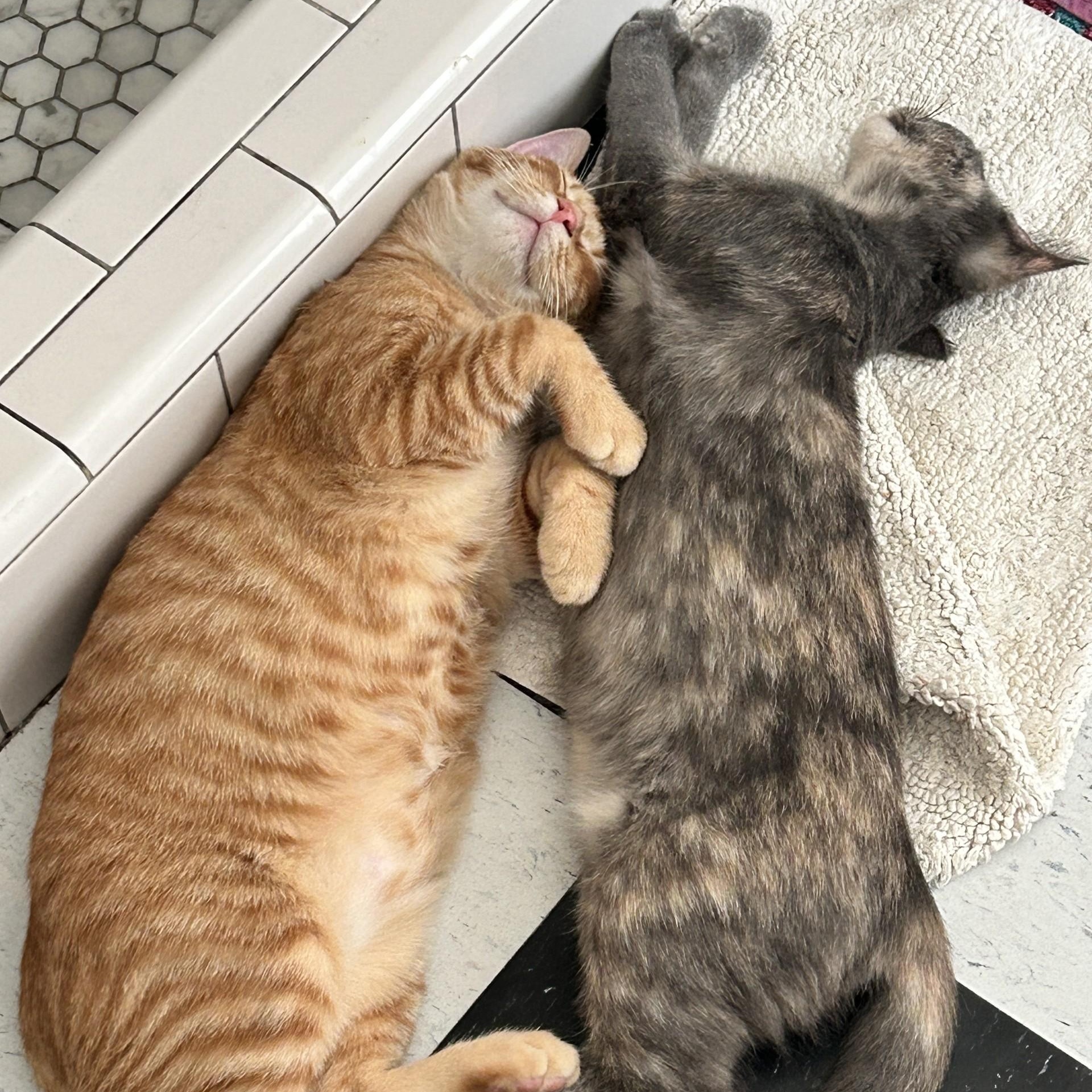 Cheeto (Bonded to Tippy)