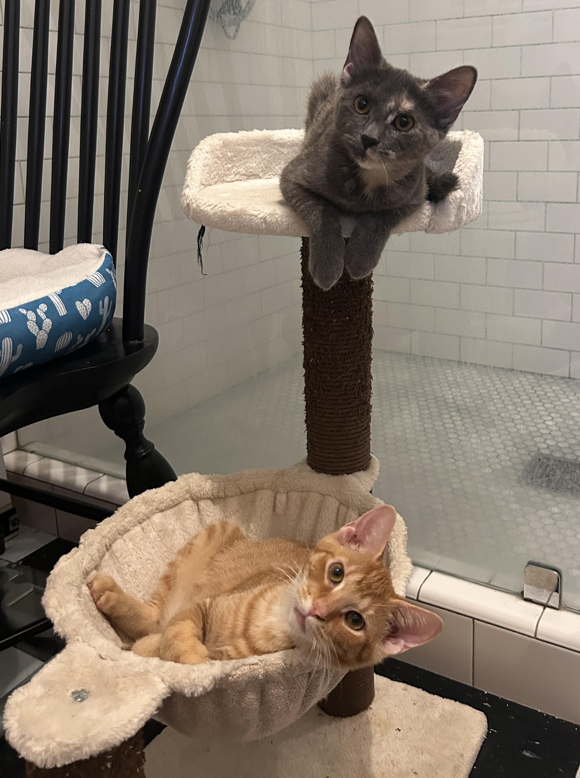 Cheeto (Bonded to Tippy), a Adoptable Domestic Short Hair in Nashville, TN image 4/5