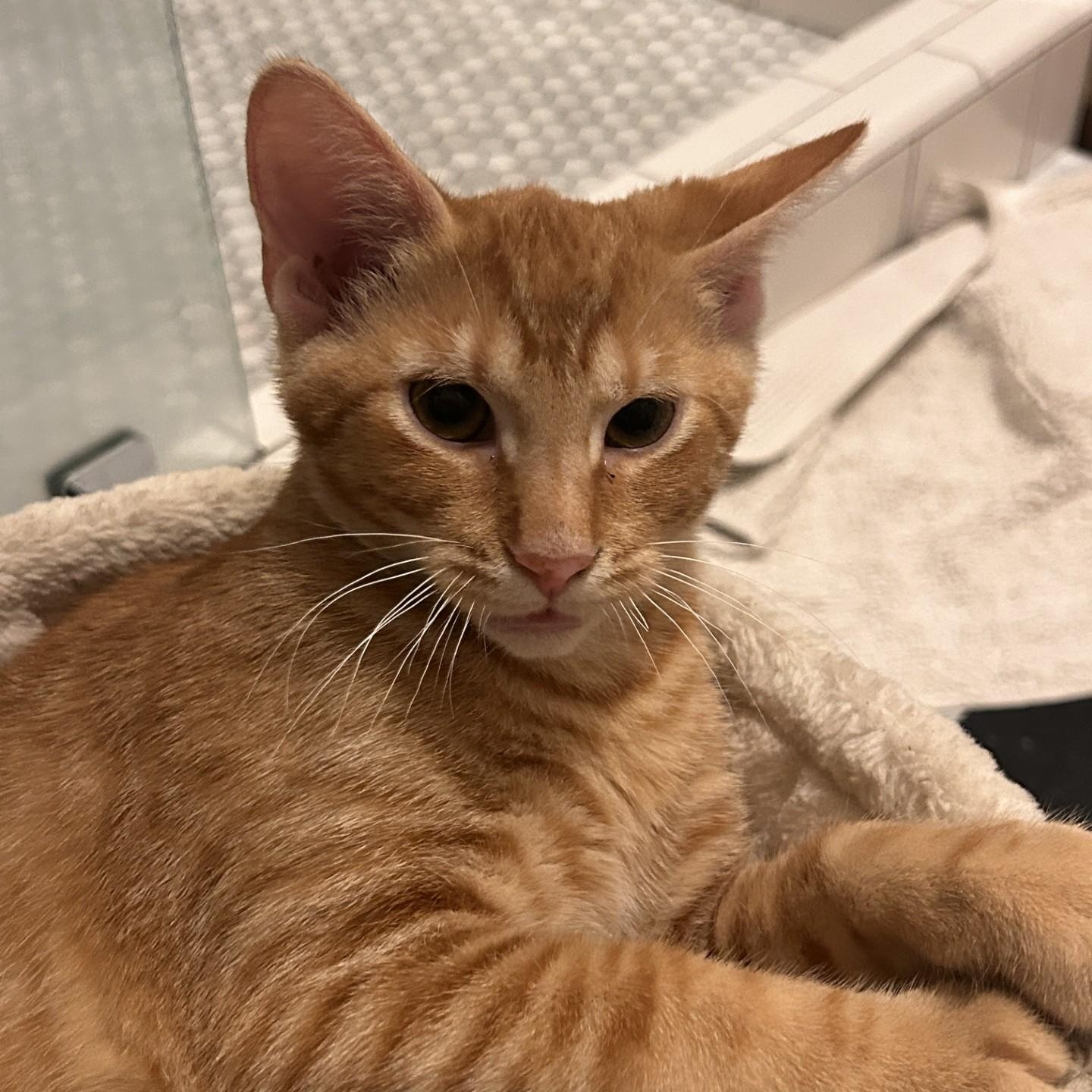 Cheeto (Bonded to Tippy), Adoptable, Kitten Male Domestic Short Hair.