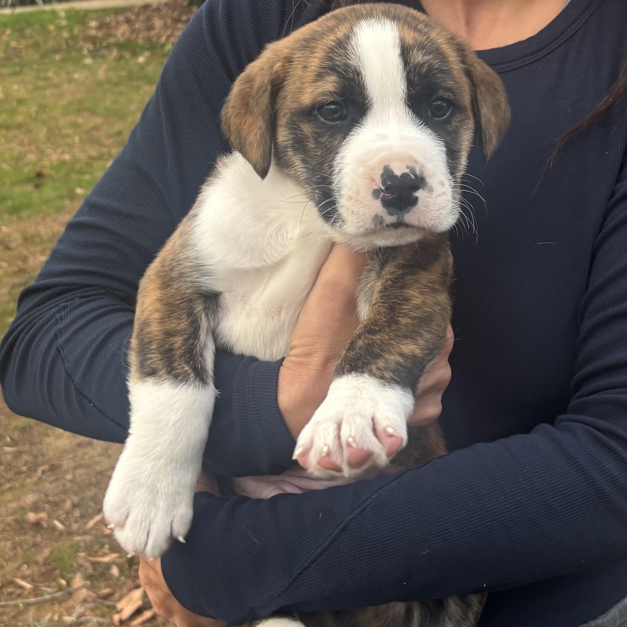 Enlarge Howard, a Adoptable Mixed Breed in Charlotte, NC image 2/5