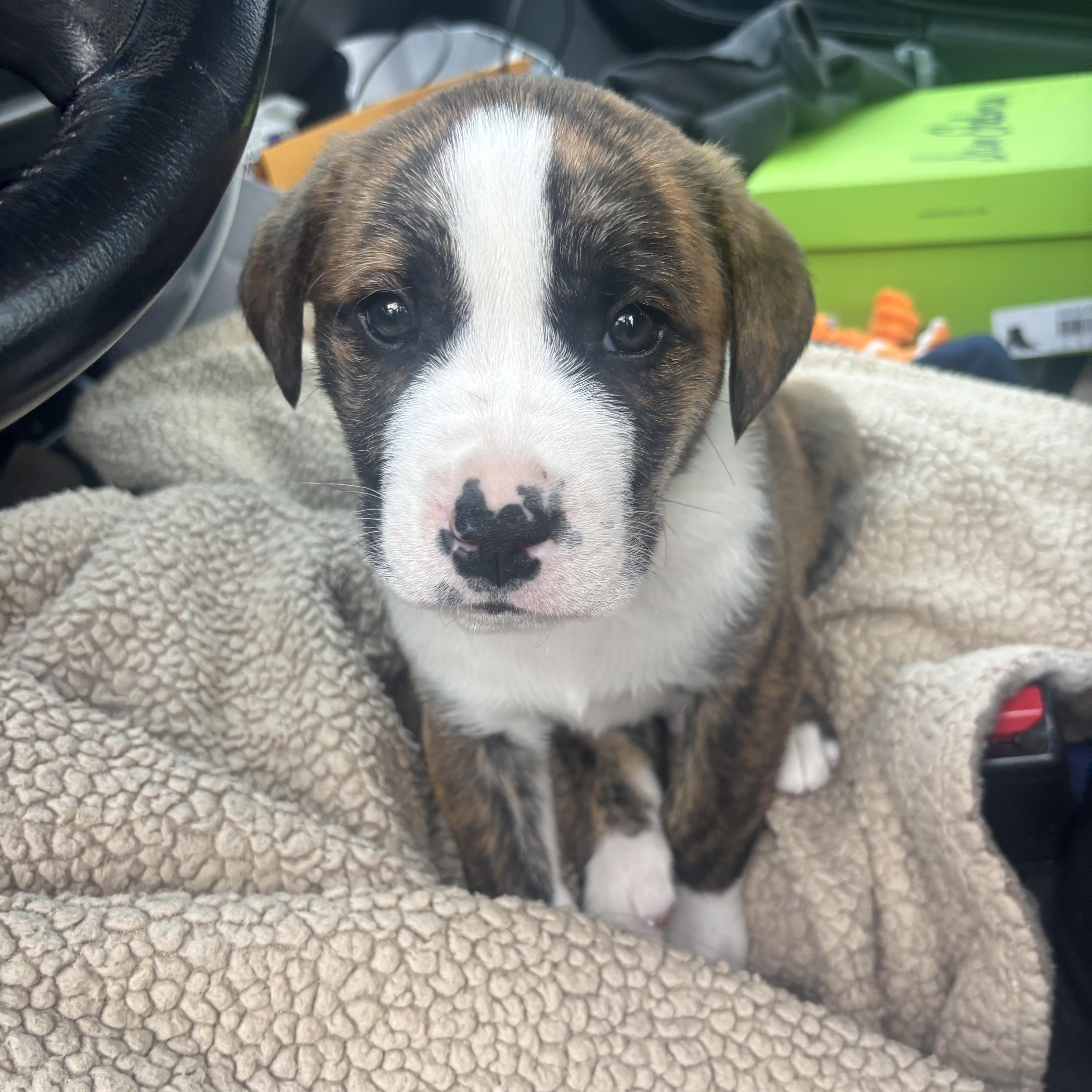 Enlarge Howard, a Adoptable Mixed Breed in Charlotte, NC image 3/5