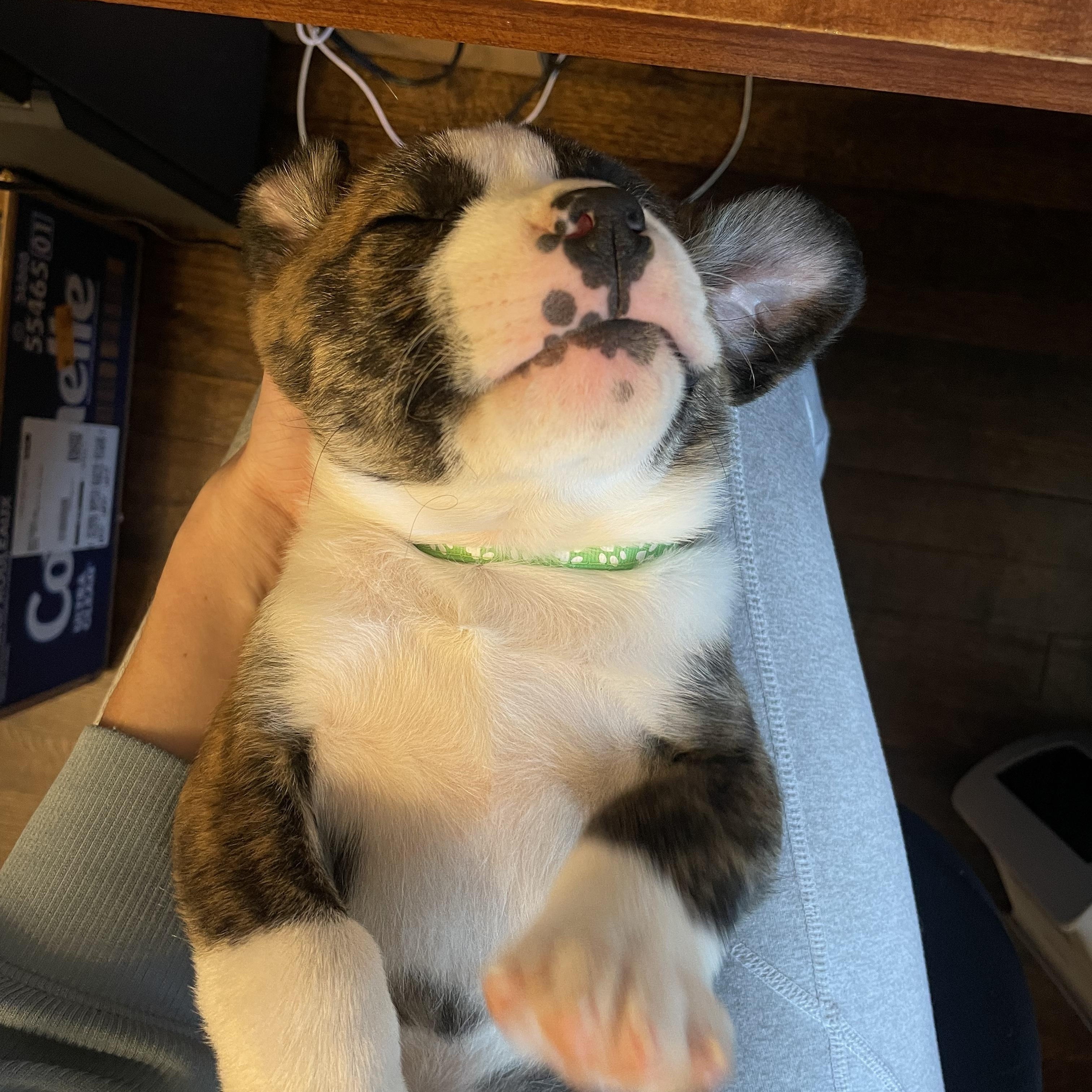 Enlarge Howard, a Adoptable Mixed Breed in Charlotte, NC image 4/5